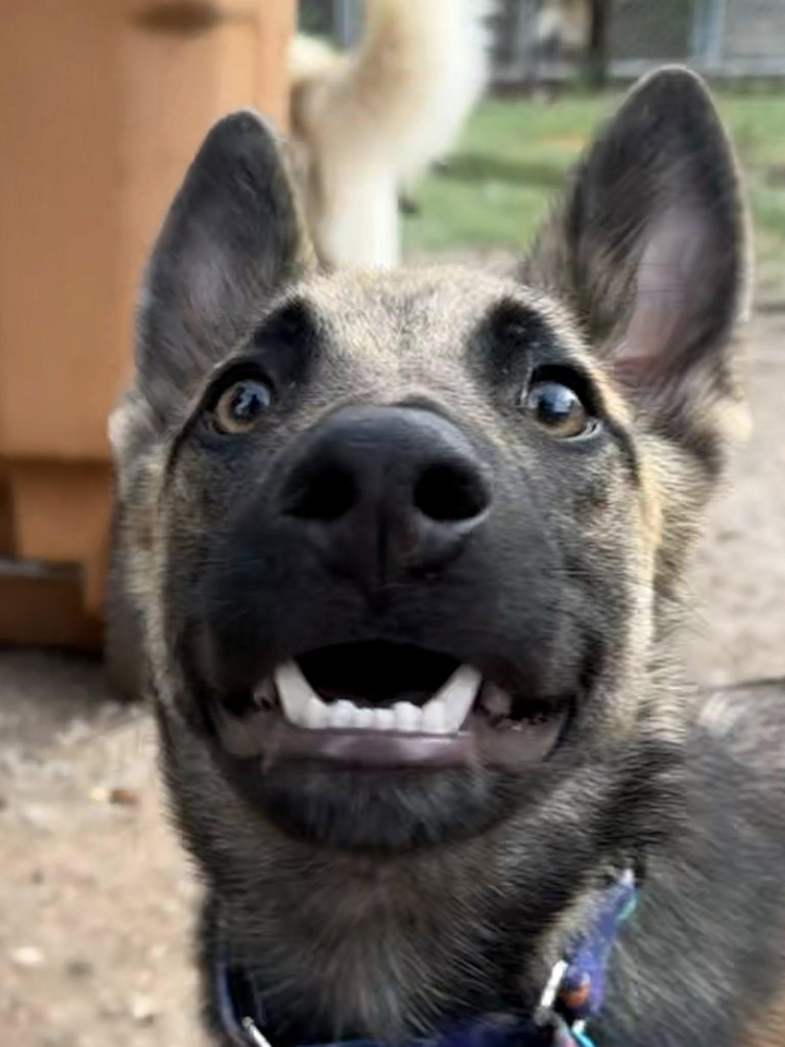 Enlarge Ringo, a Adoptable mixed breed in Pflugerville, TX image 2/3