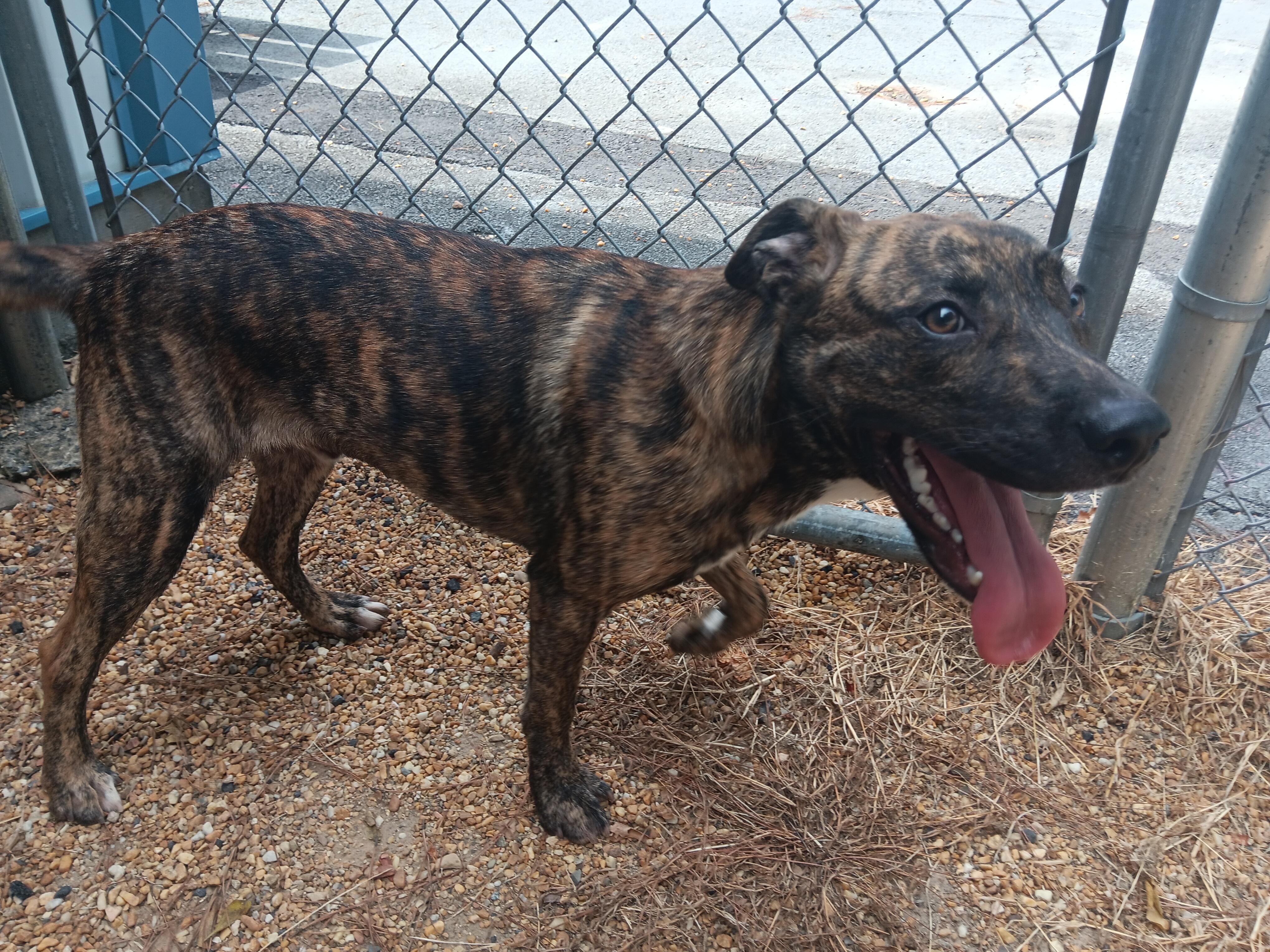 Enlarge Jase, a ADOPTABLE Mixed Breed in North Little Rock, AR image 1/1