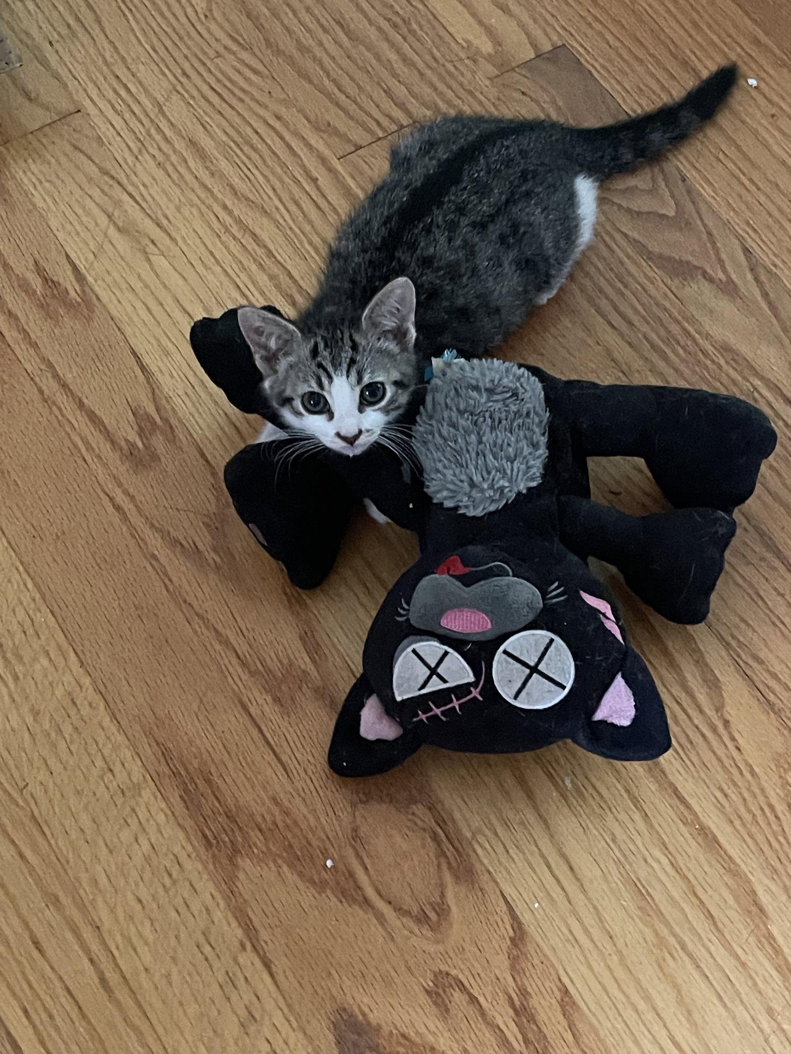 Keeper, Adoptable, Kitten Female Tabby.