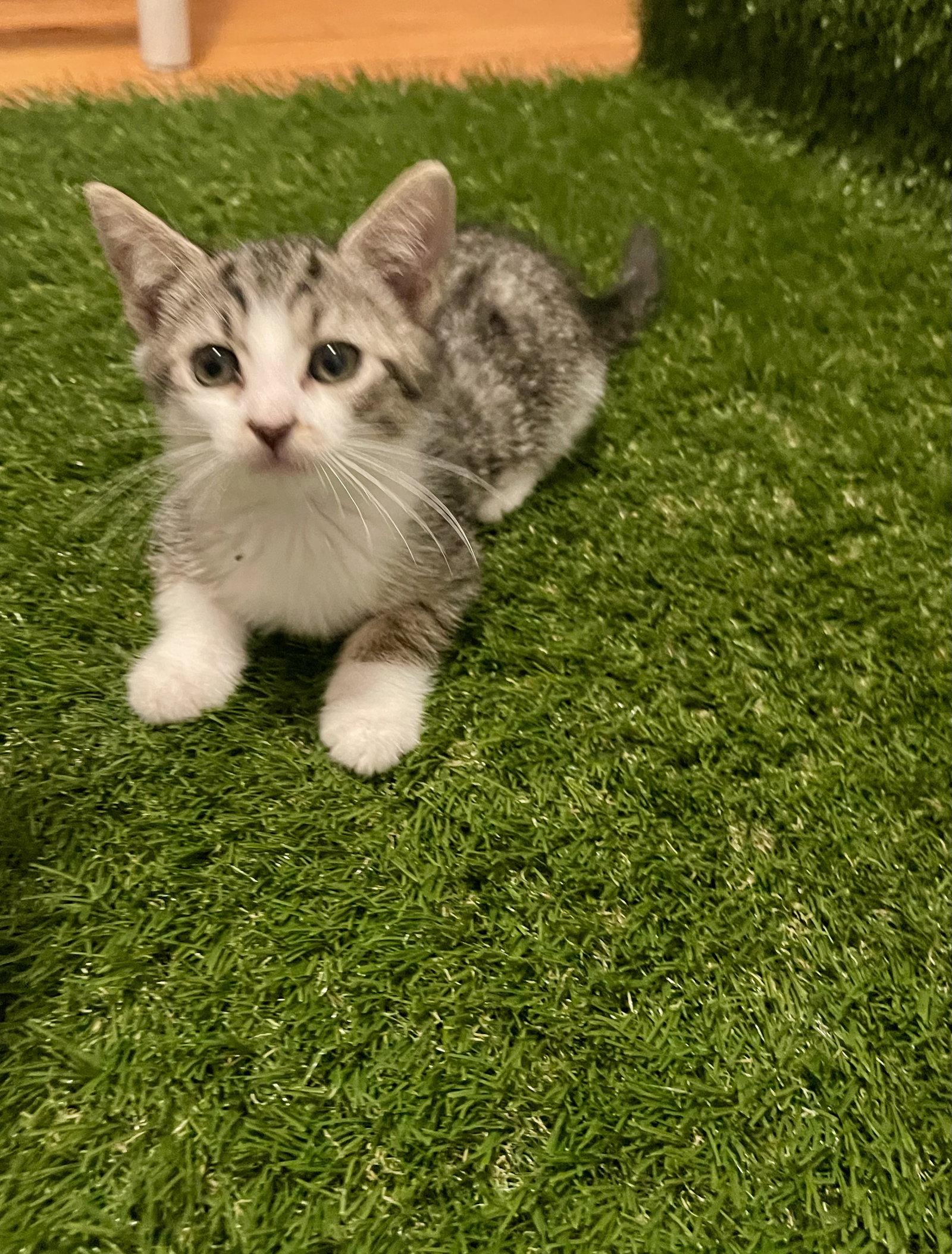 Enlarge Keeper, a Adoptable Tabby in Flint Hill, VA image 2/2