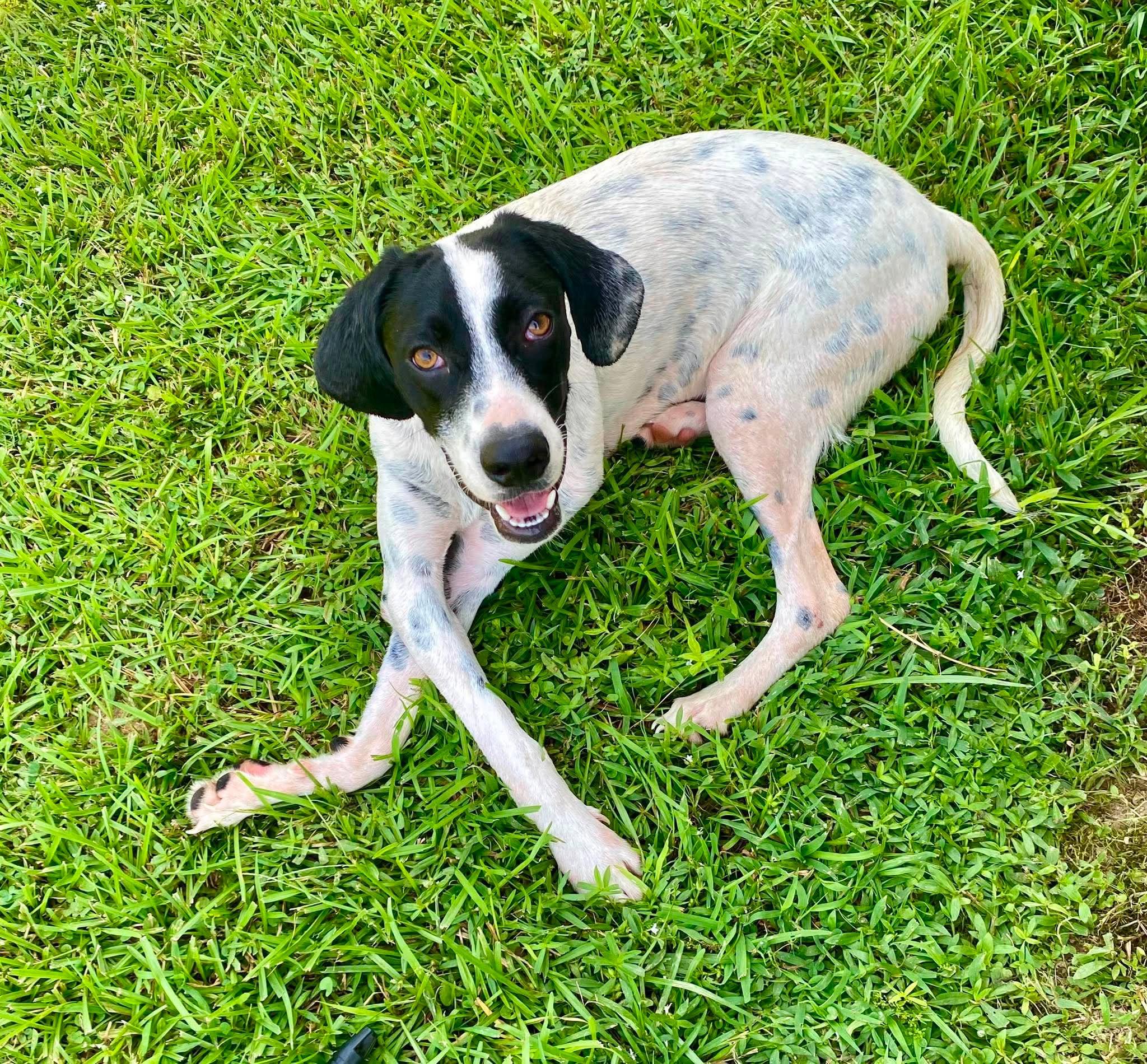 Ted, ADOPTABLE, Puppy Male Mixed Breed.