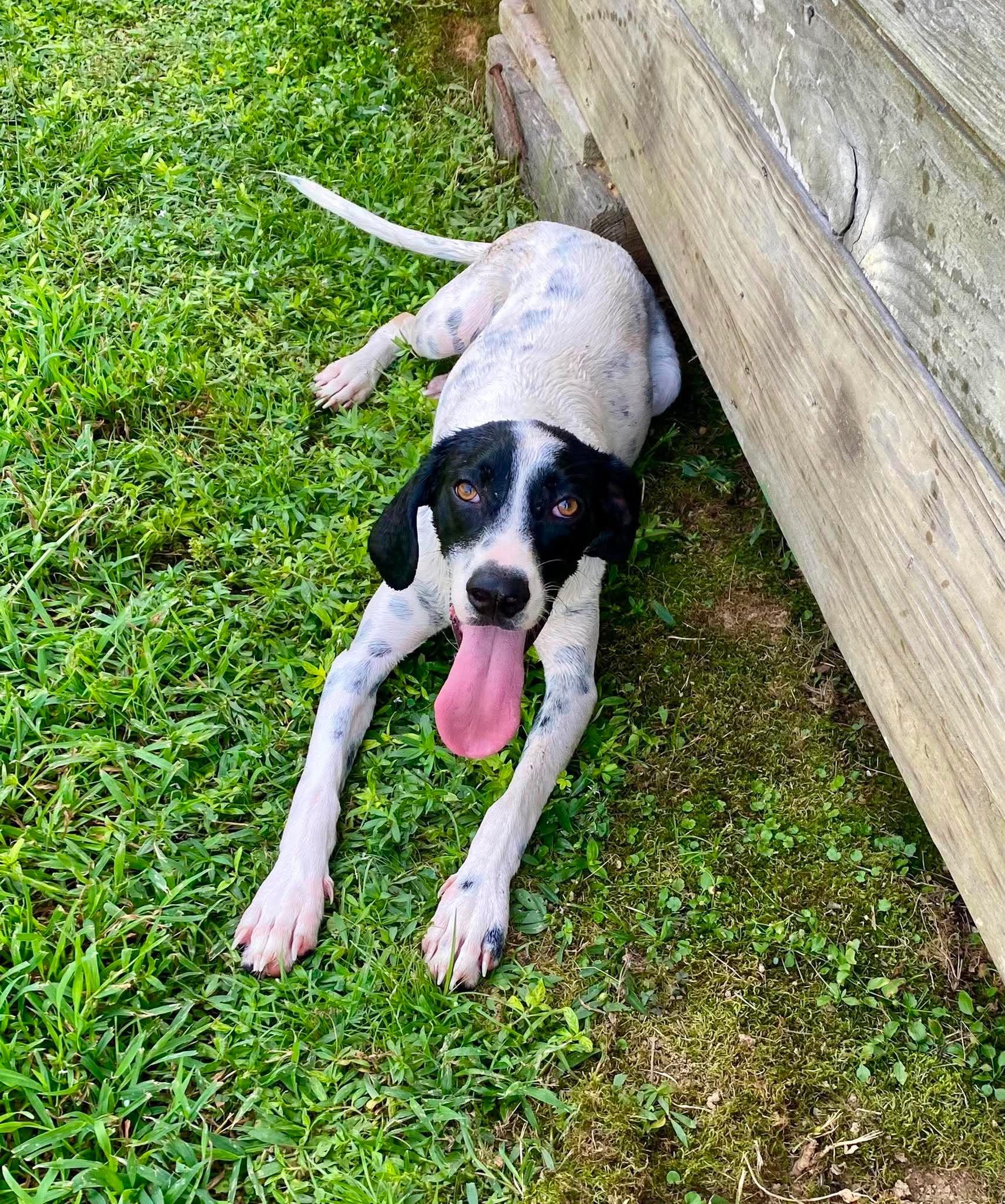 Enlarge Ted, a ADOPTABLE Mixed Breed in Northwood, NH image 2/4
