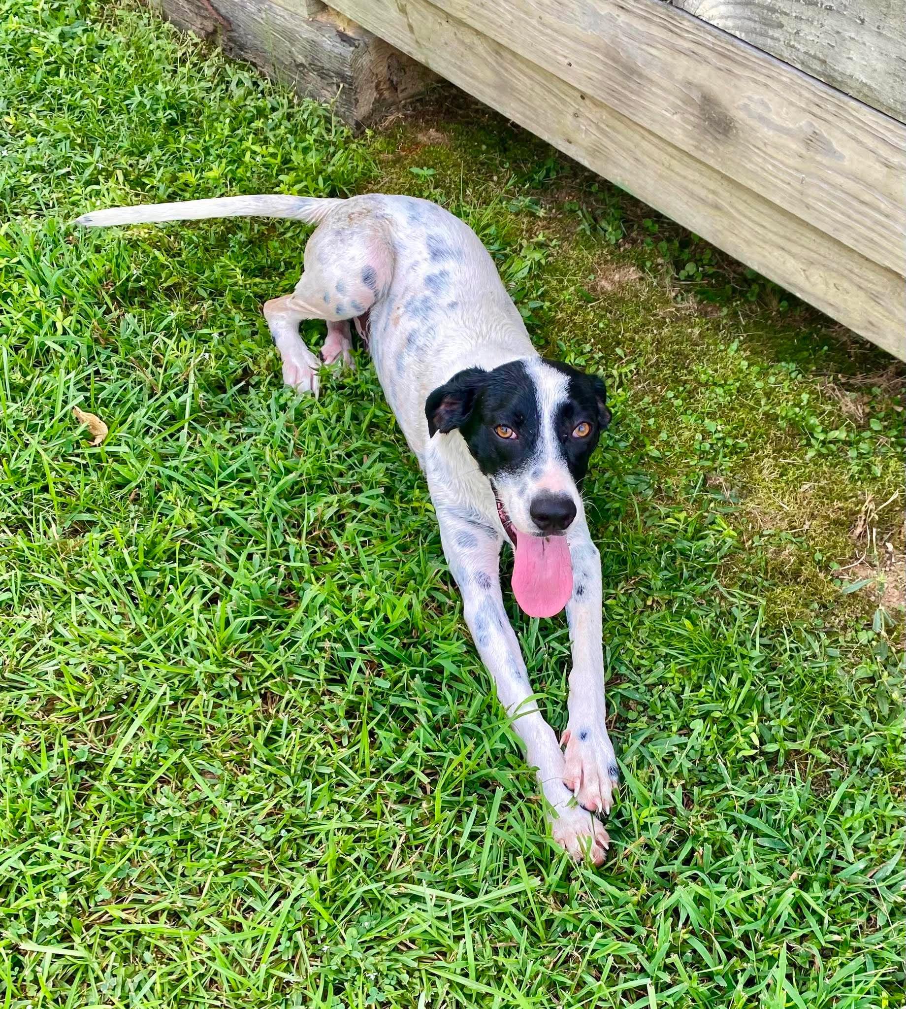 Enlarge Ted, a ADOPTABLE Mixed Breed in Northwood, NH image 3/4