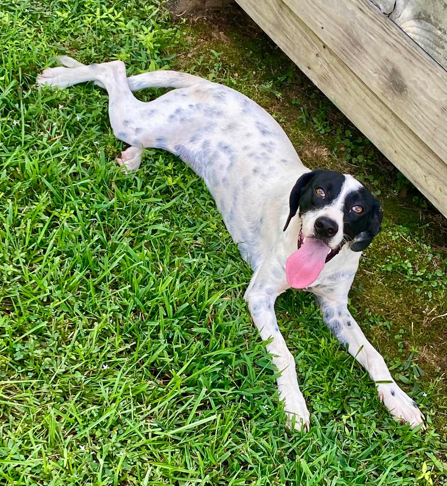 Enlarge Ted, a ADOPTABLE Mixed Breed in Northwood, NH image 4/4