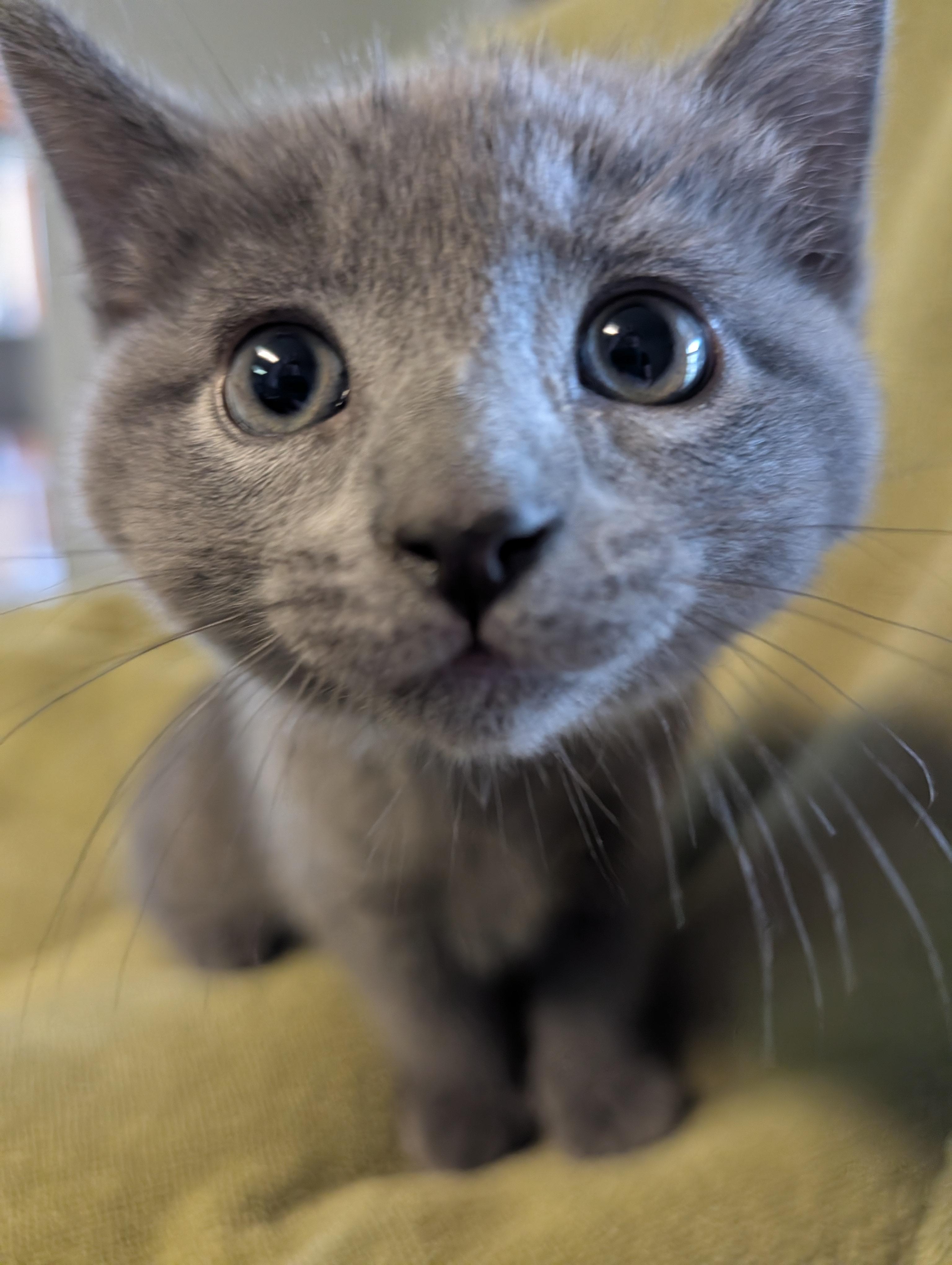 Perry, an adopted Domestic Medium Hair in Brockport, NY image 2/6
