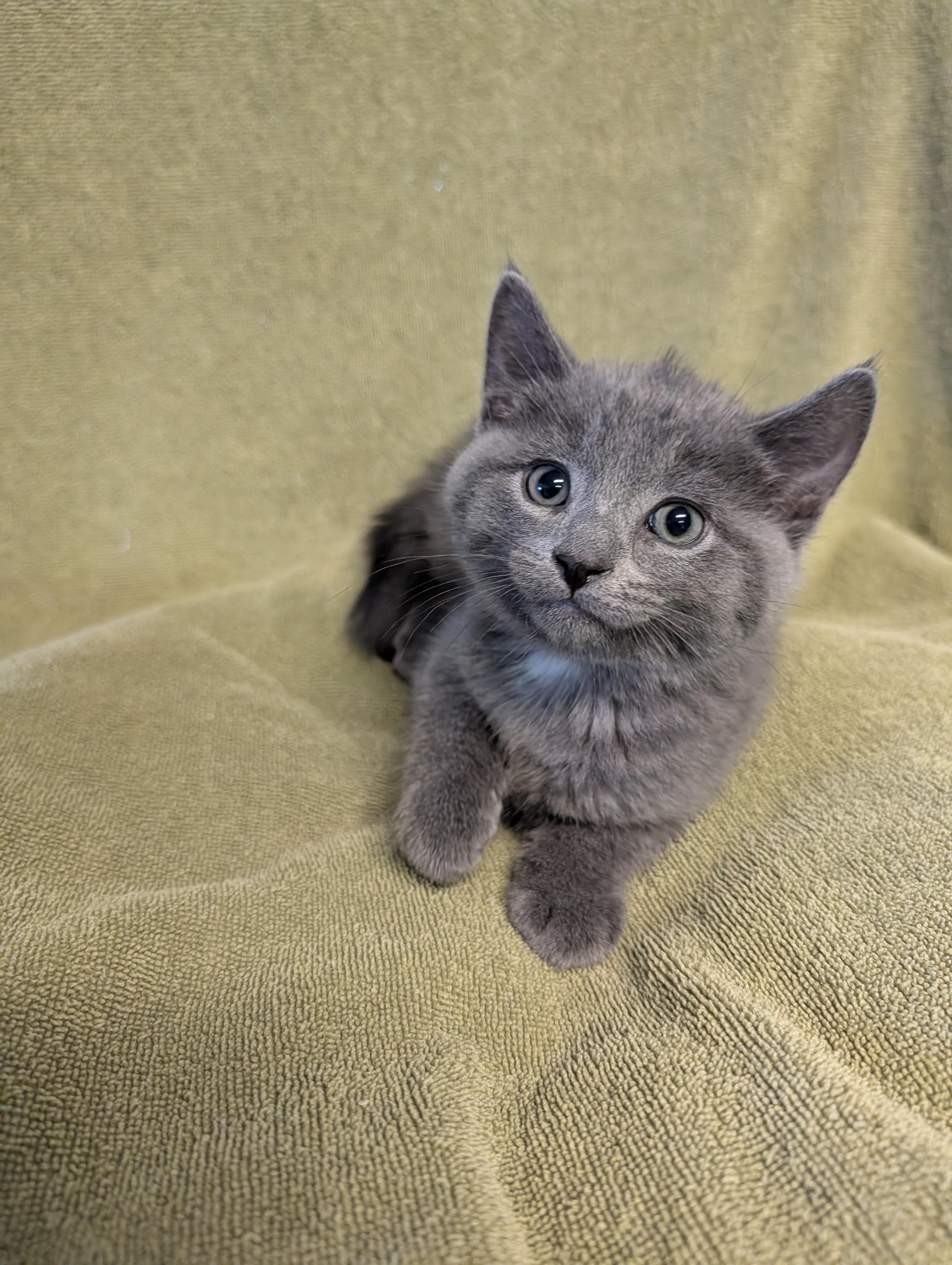 Perry, an adopted Domestic Medium Hair in Brockport, NY image 6/6