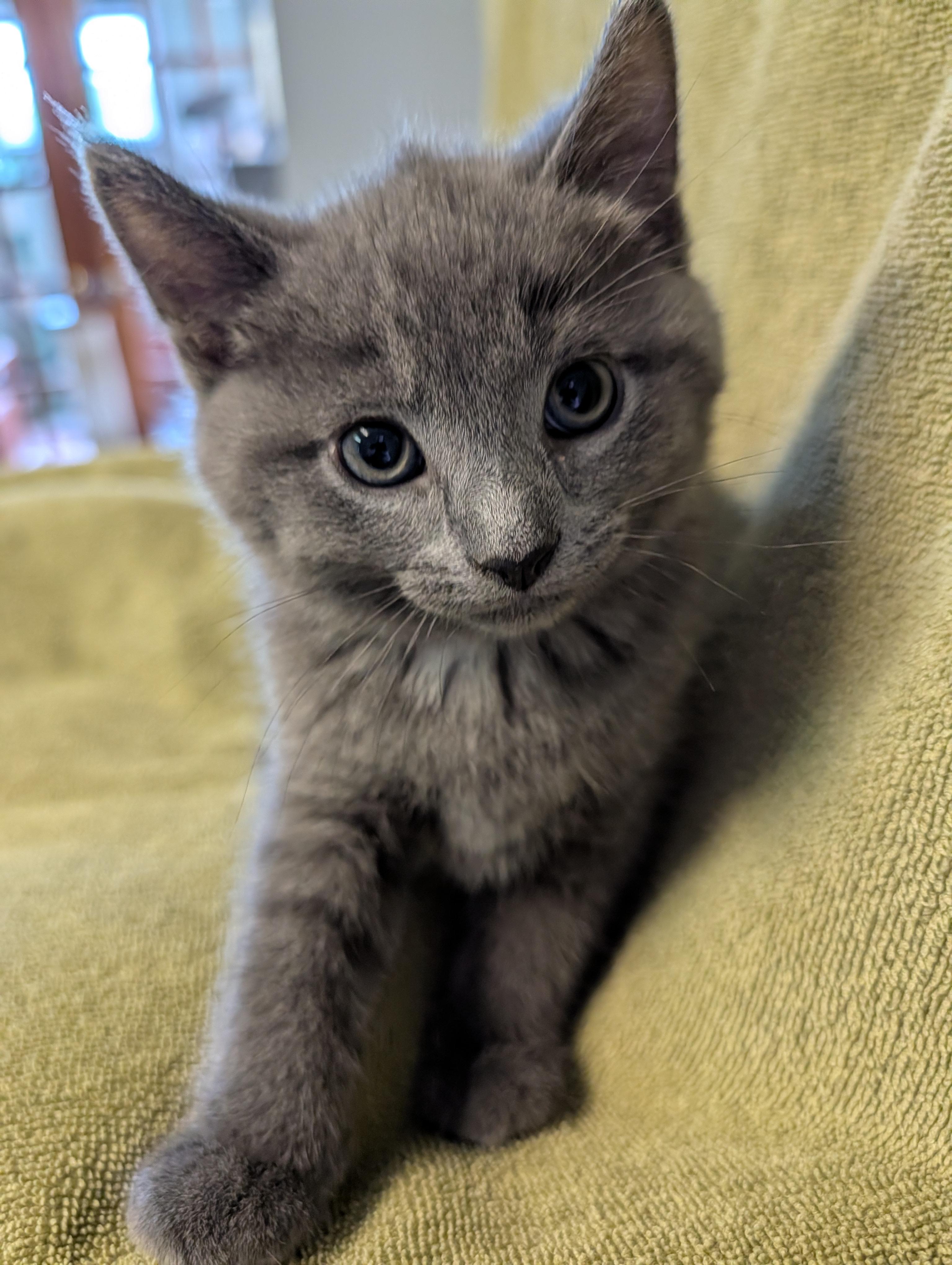 Perry, an adopted Domestic Medium Hair in Brockport, NY image 3/6
