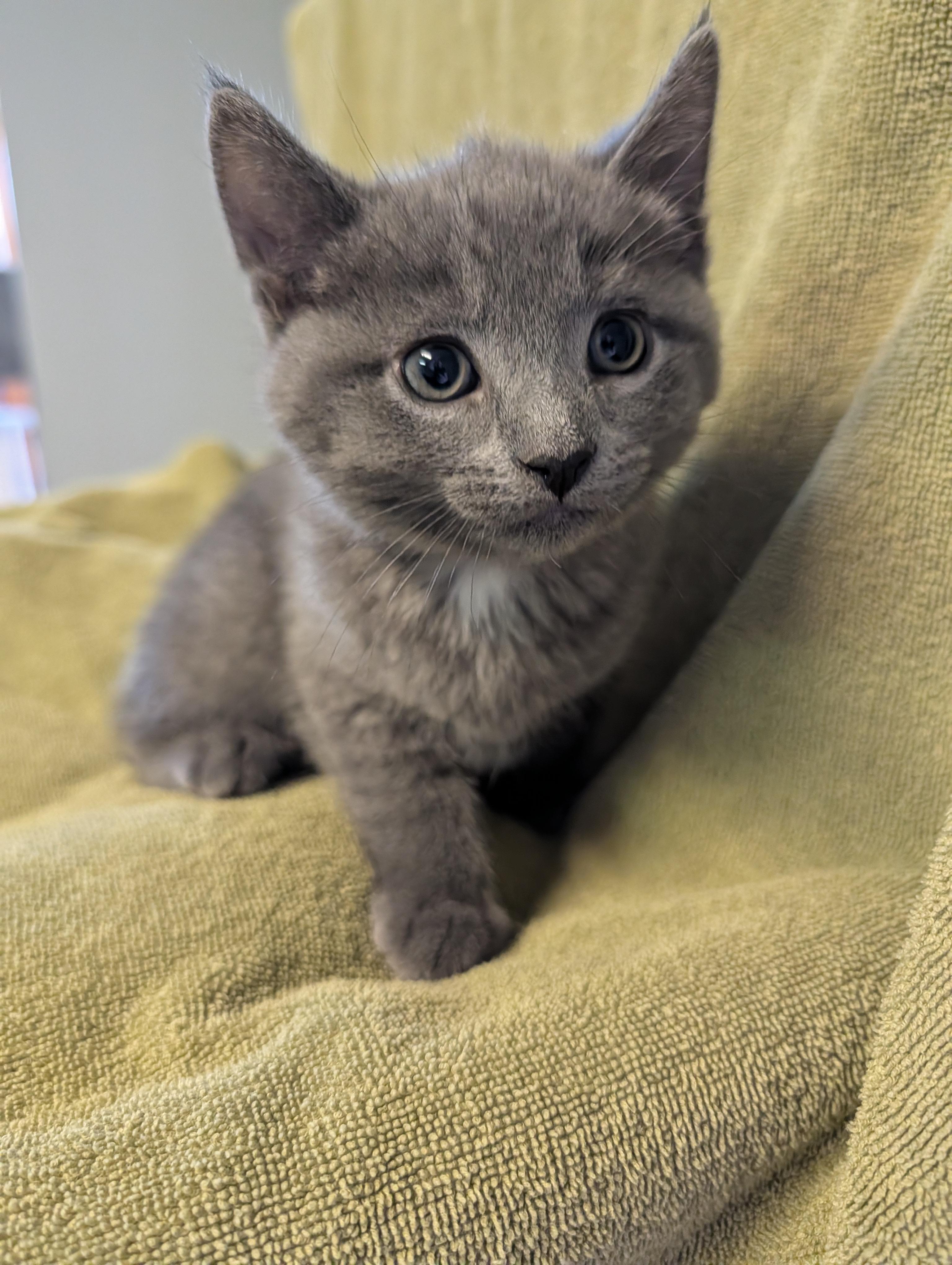 Perry, an adopted Domestic Medium Hair in Brockport, NY image 5/6