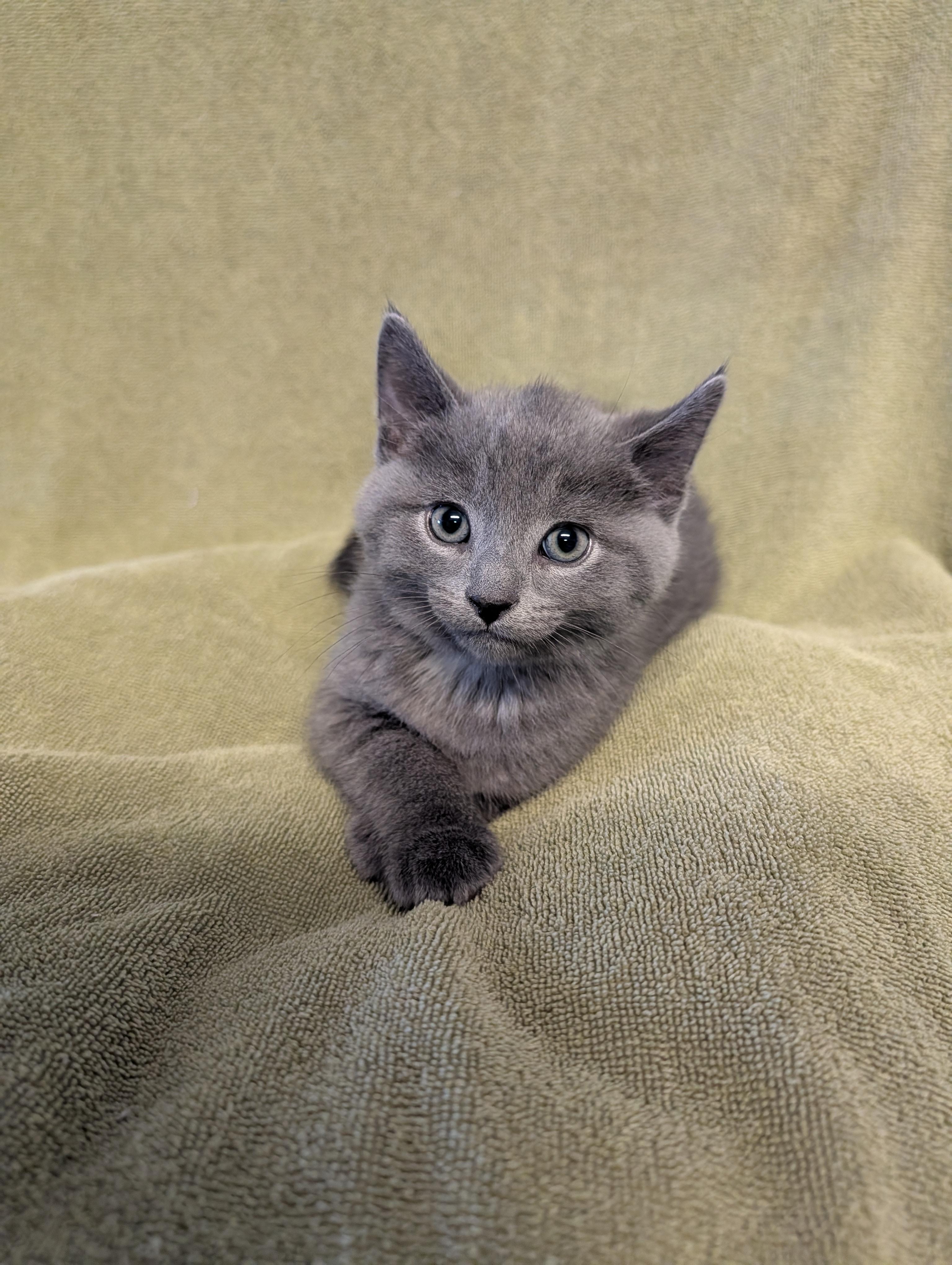 Perry, adopted, Kitten Male Domestic Medium Hair.