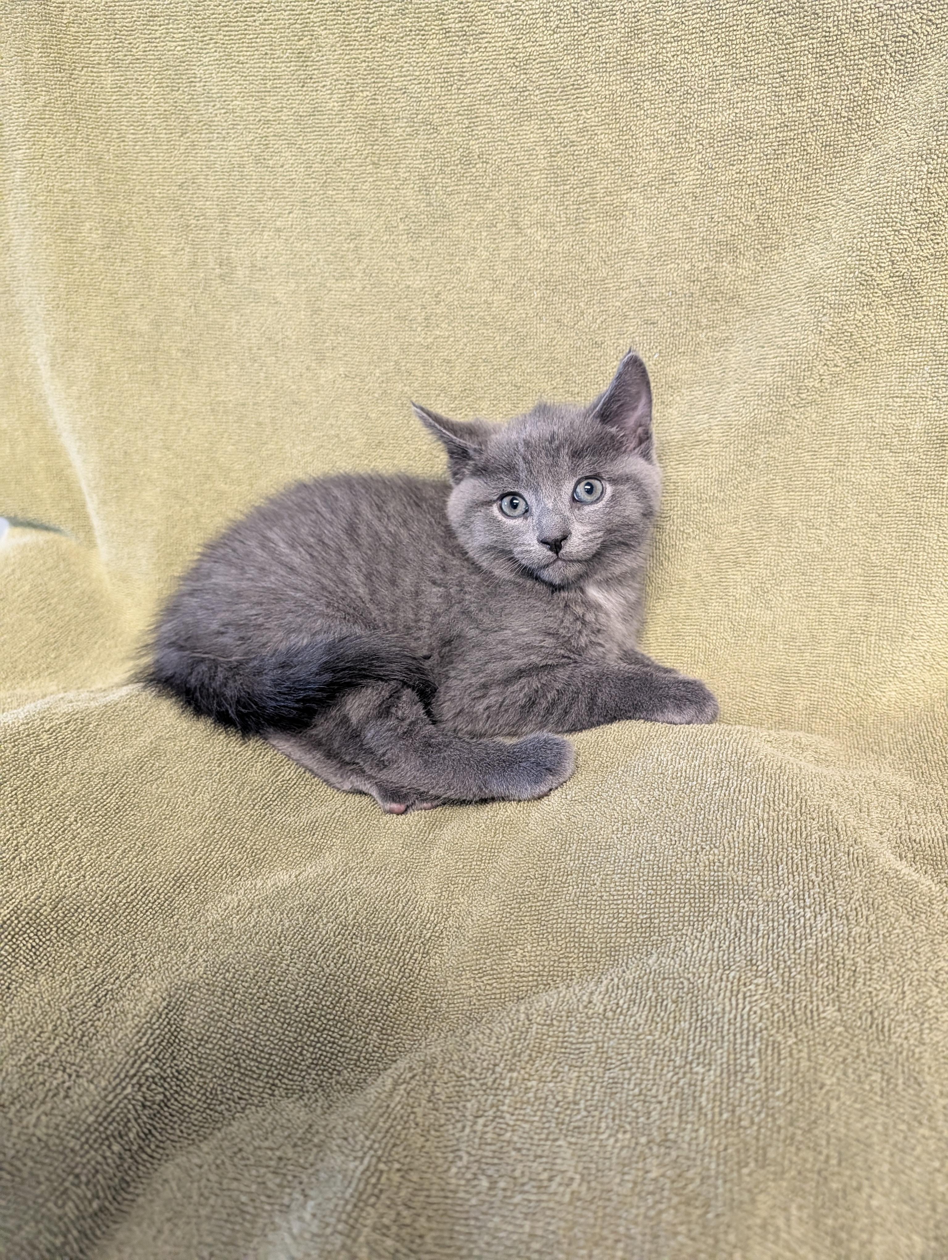 Perry, an adopted Domestic Medium Hair in Brockport, NY image 4/6