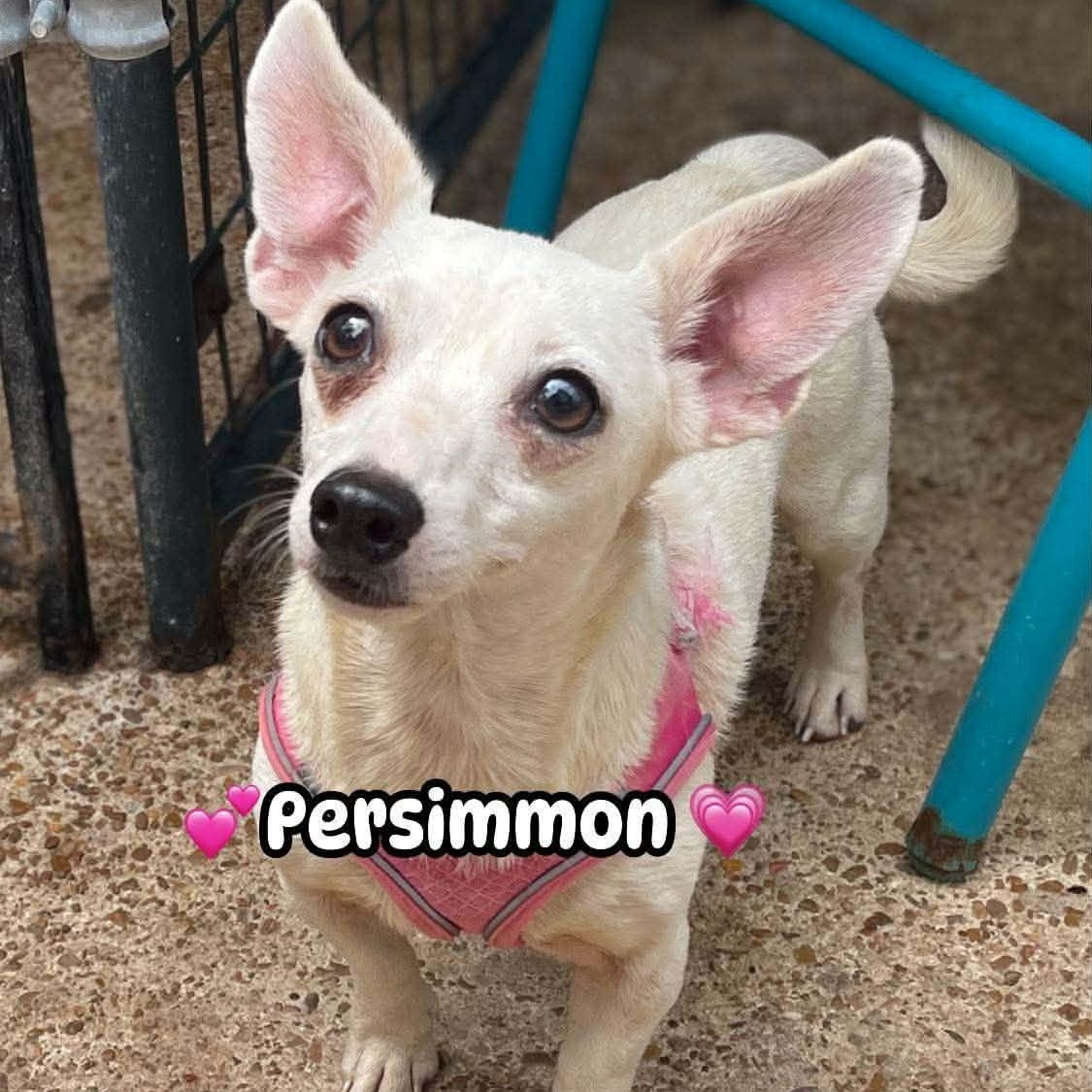 Persimmon, adopted, Senior Female Chihuahua & Miniature Dachshund.