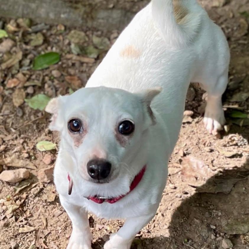 Persimmon, an adopted mixed breed in Hopkinton, MA image 2/5
