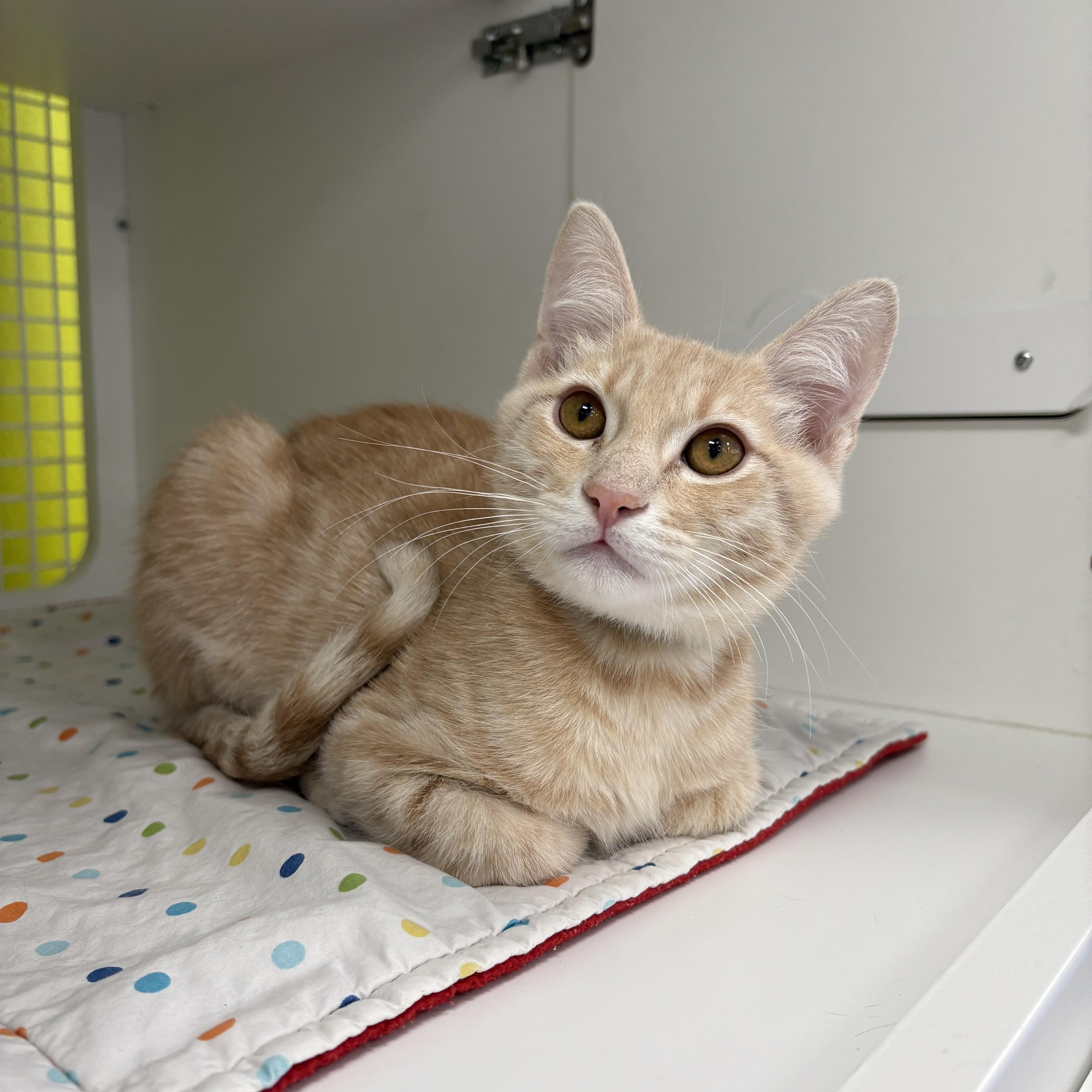 Enlarge Paul bonded pair with John, an adopted Domestic Short Hair in La Canada, CA image 2/5