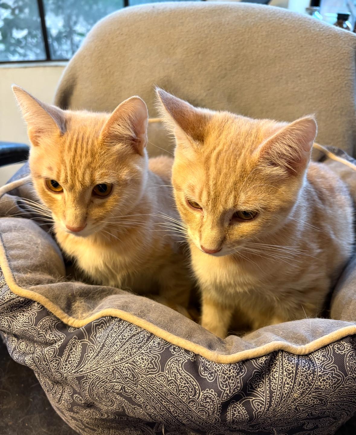 Enlarge Paul bonded pair with John, an adopted Domestic Short Hair in La Canada, CA image 1/5