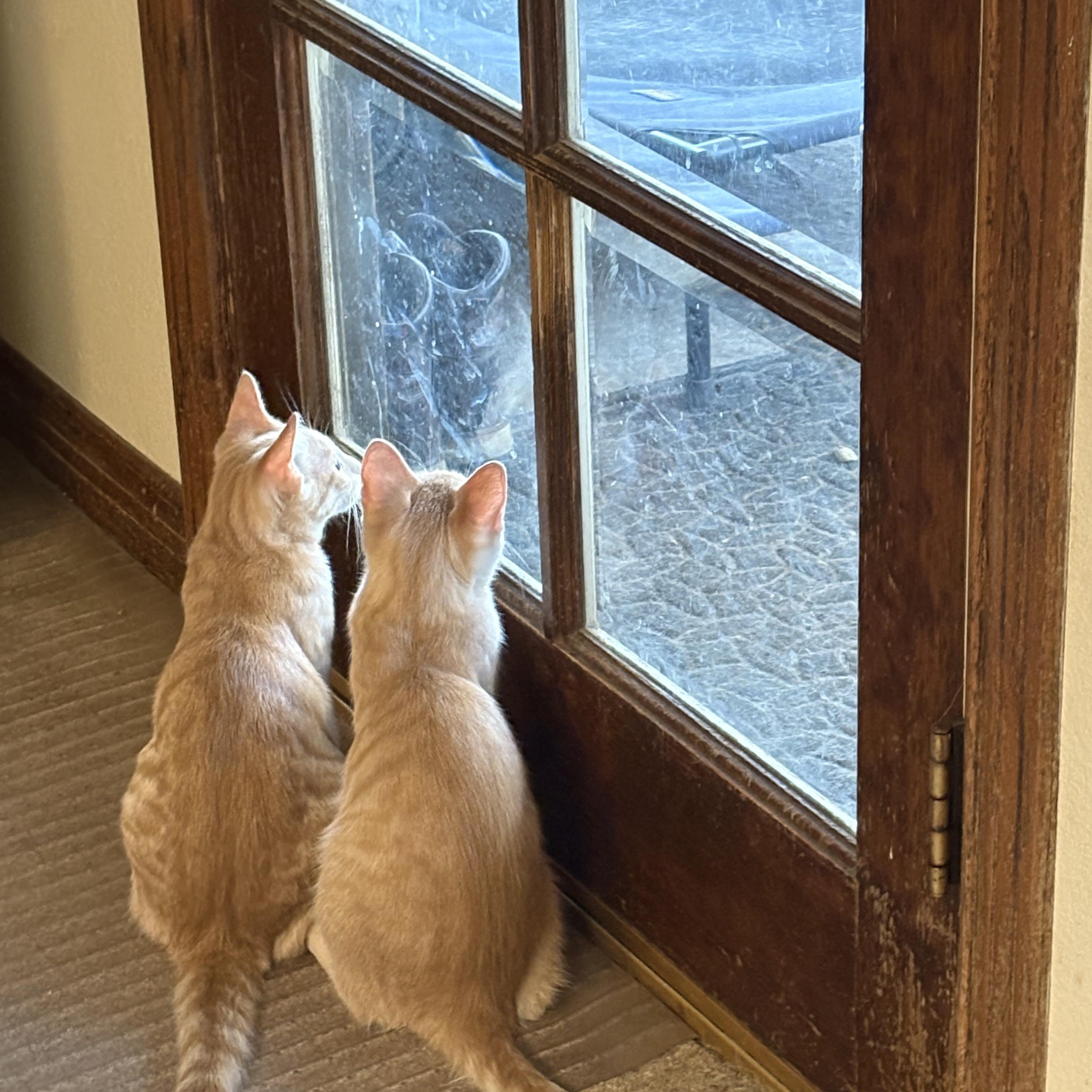 Enlarge Paul bonded pair with John, an adopted Domestic Short Hair in La Canada, CA image 3/5