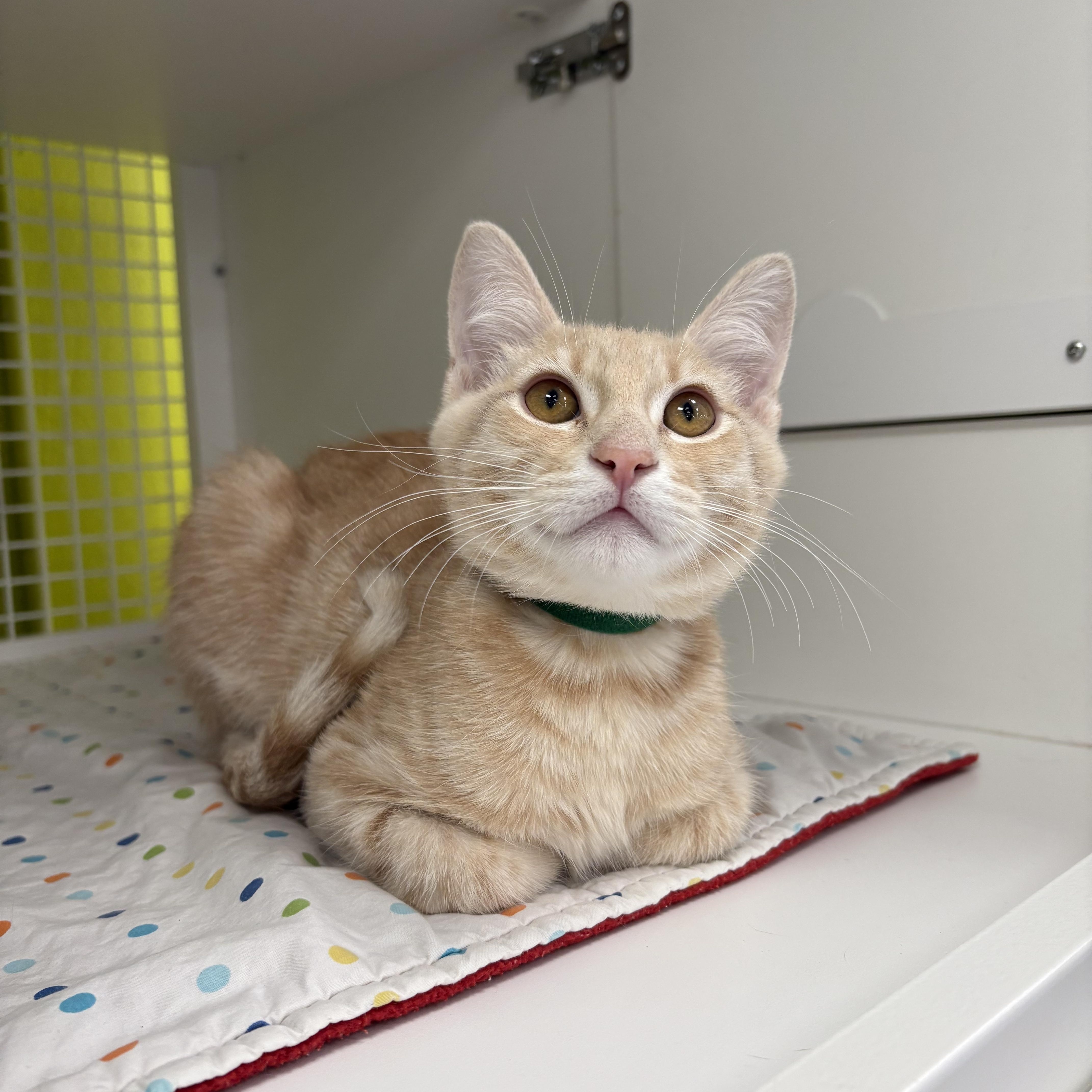 Enlarge Paul bonded pair with John, an adopted Domestic Short Hair in La Canada, CA image 4/5