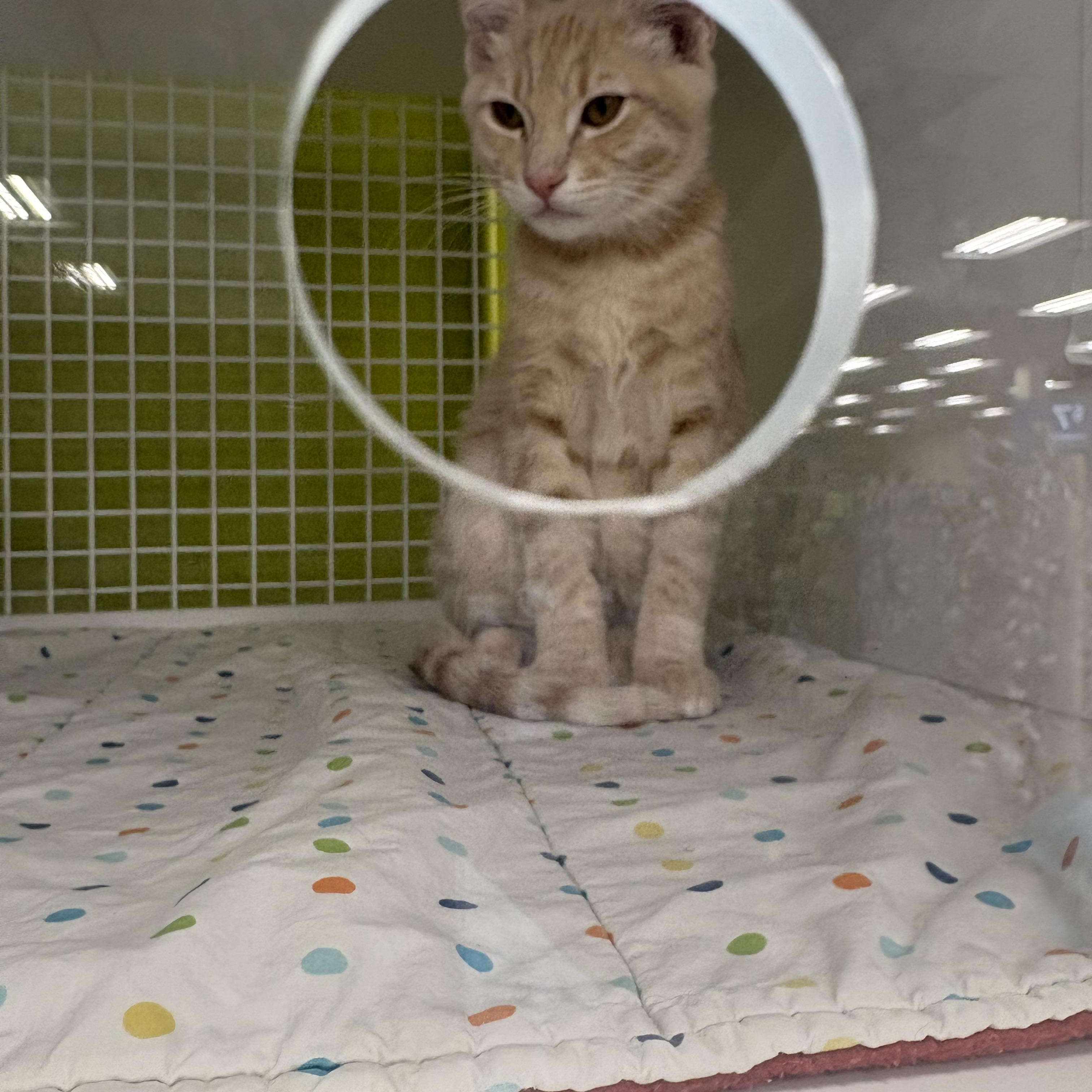 Enlarge Paul bonded pair with John, an adopted Domestic Short Hair in La Canada, CA image 5/5