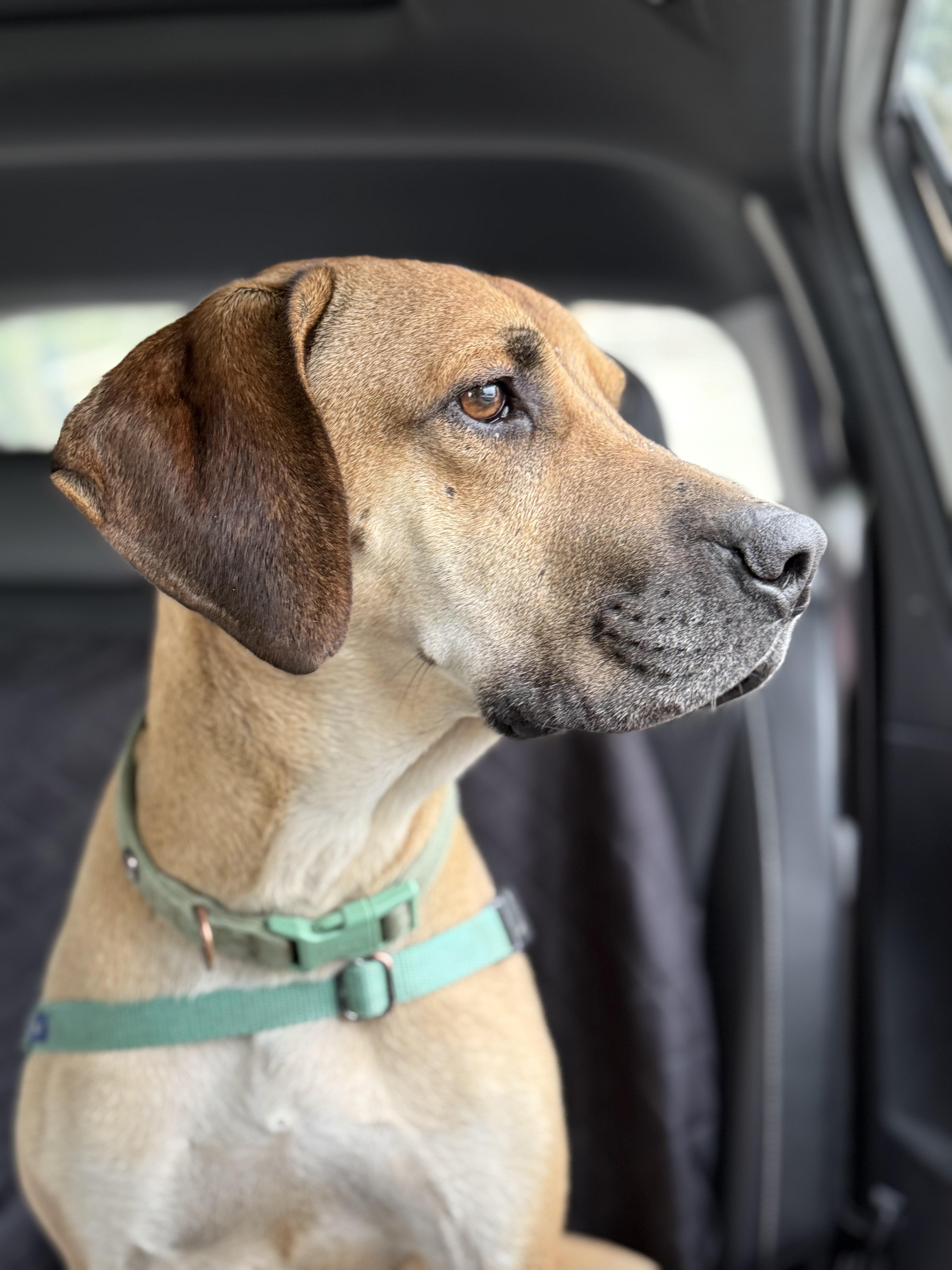 Juniper, an adoptable Mixed Breed in St. Albans, VT, 05478 | Photo Image 1