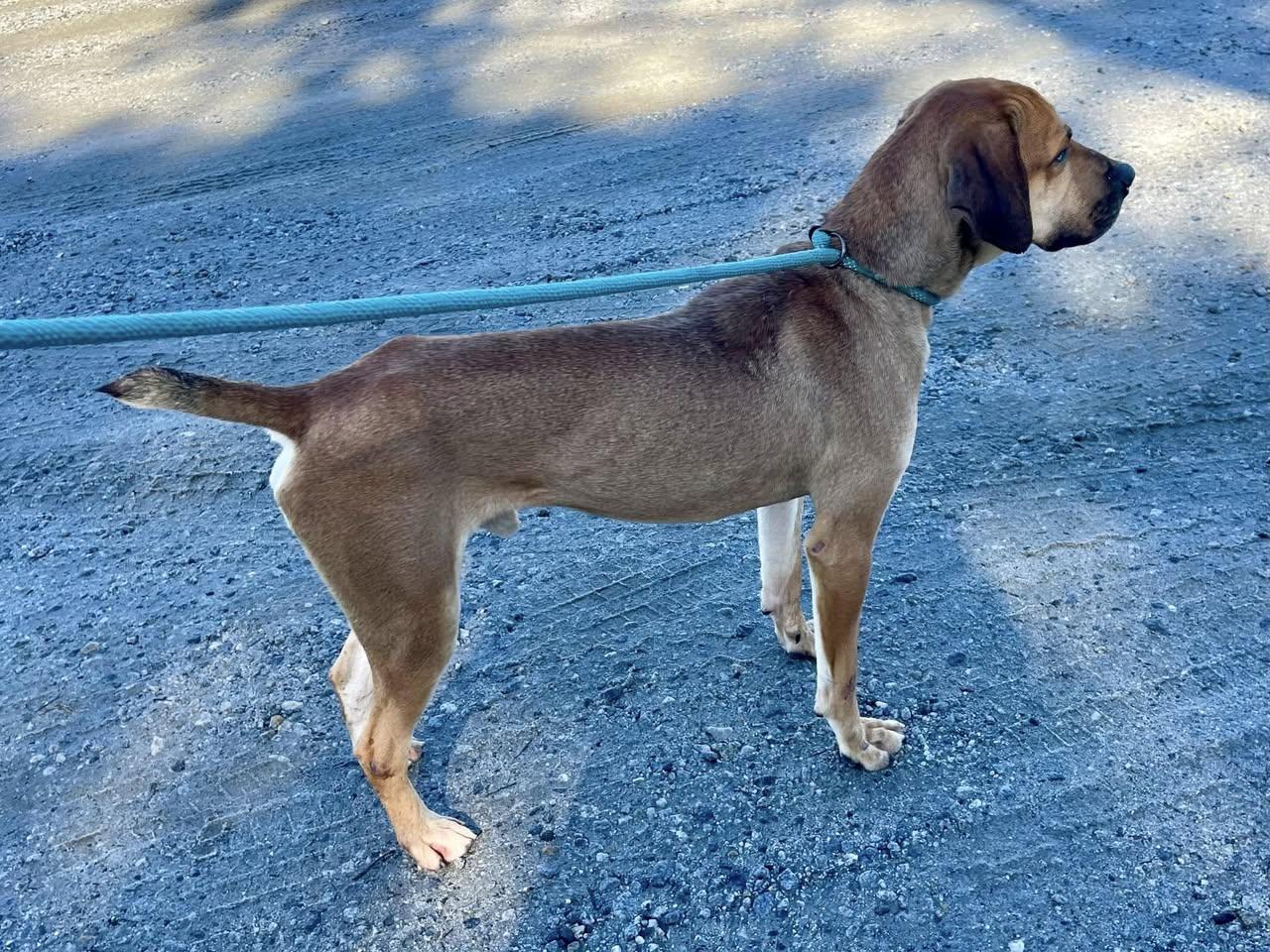 Juniper, an adoptable Mixed Breed in St. Albans, VT, 05478 | Photo Image 4