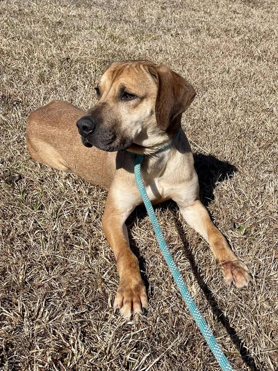 Juniper, an adoptable Mixed Breed in St. Albans, VT, 05478 | Photo Image 2