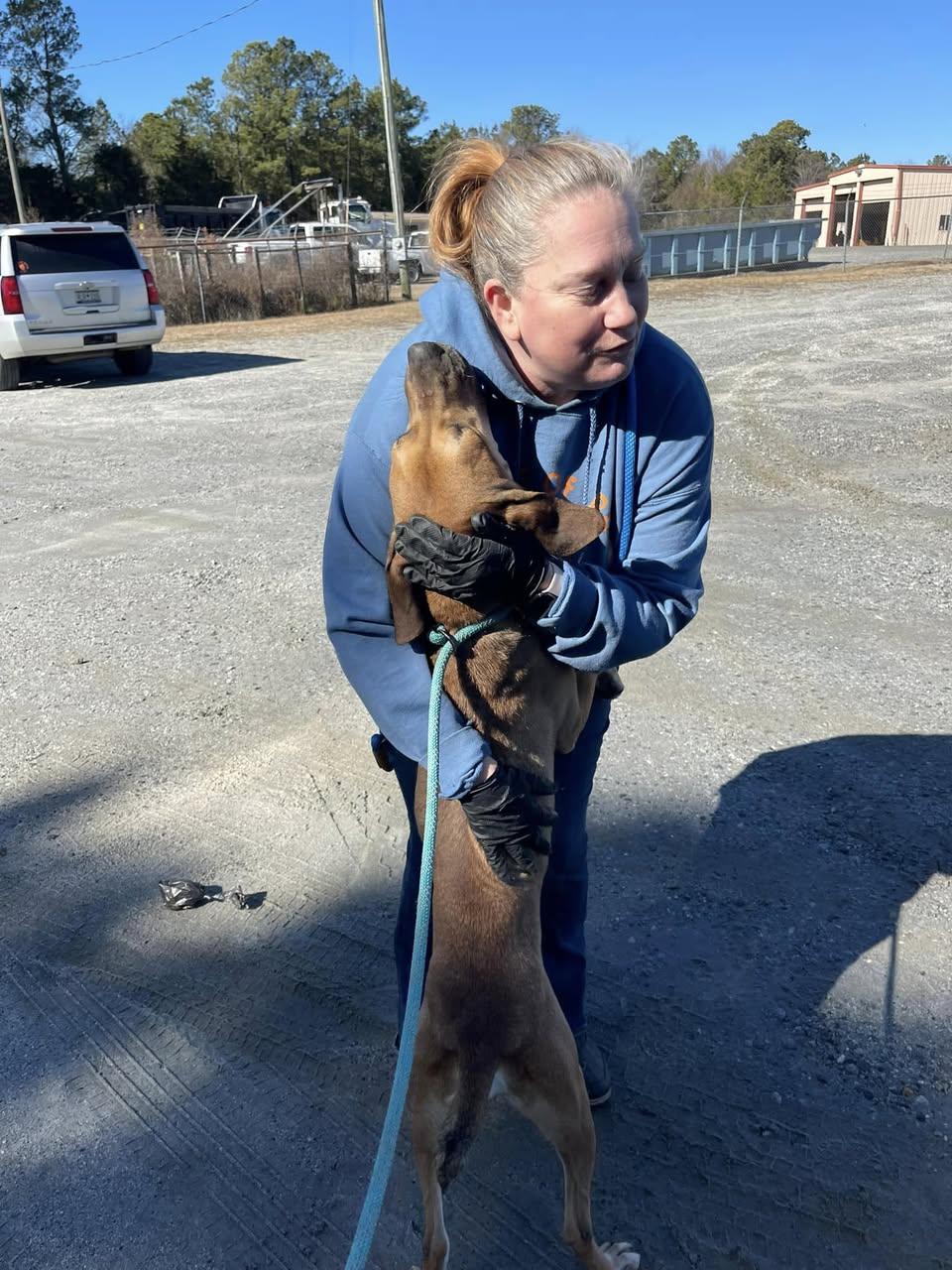 Juniper, an adoptable Mixed Breed in St. Albans, VT, 05478 | Photo Image 3
