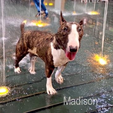 Madison