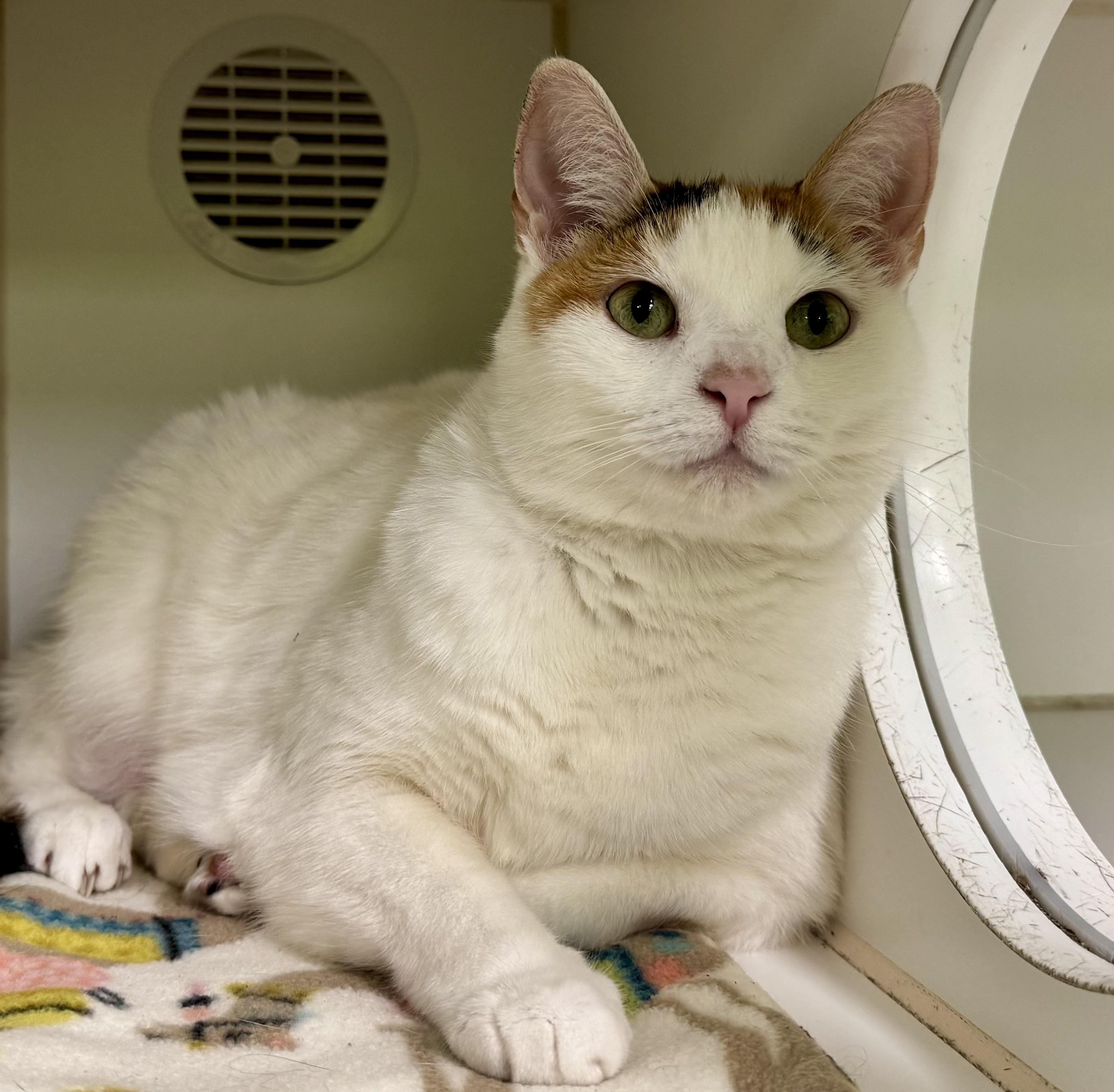 Jolie, Adoptable, Adult Female Domestic Short Hair.