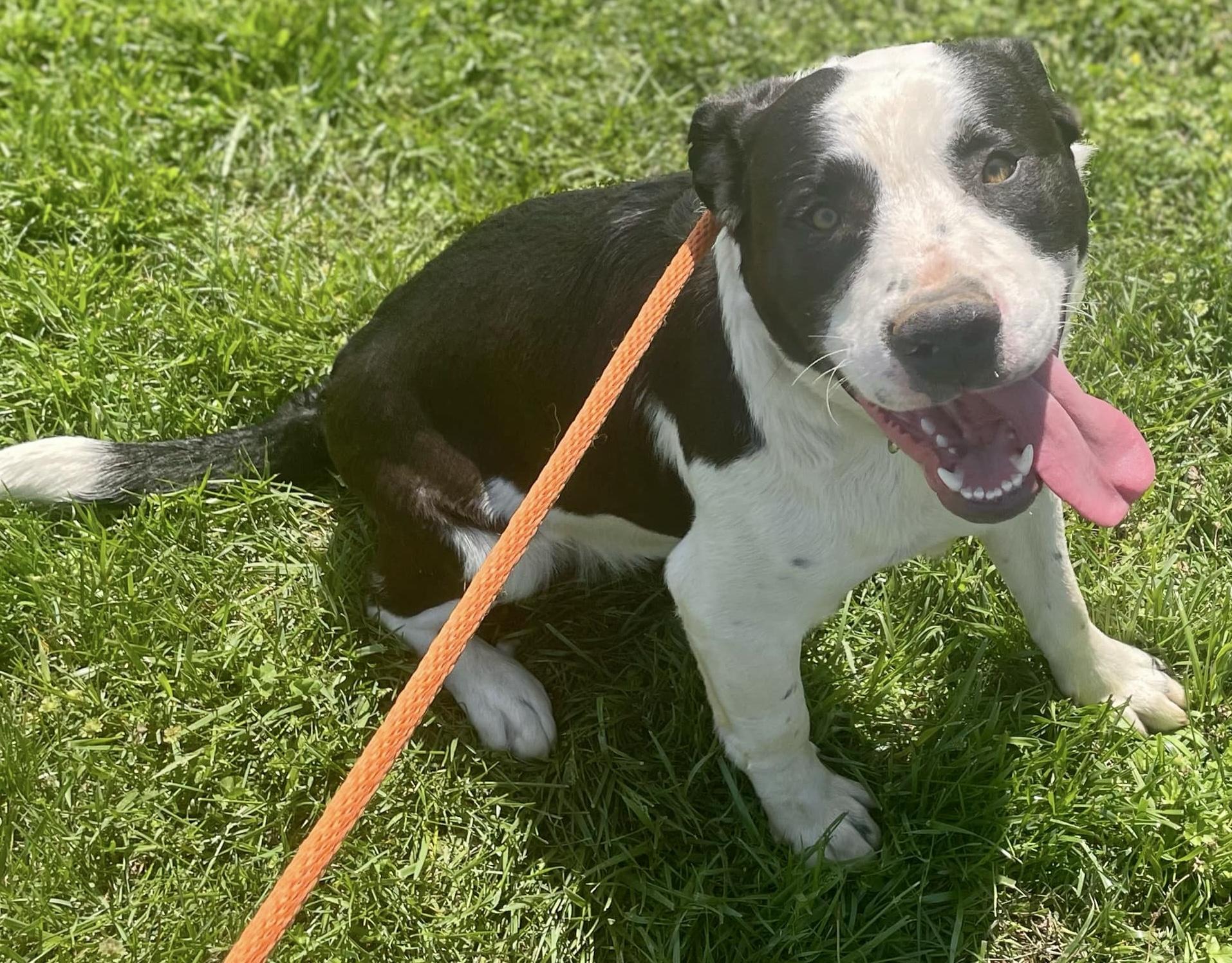 VEGA, a Adoptable mixed breed in Franklin, KY image 2/5