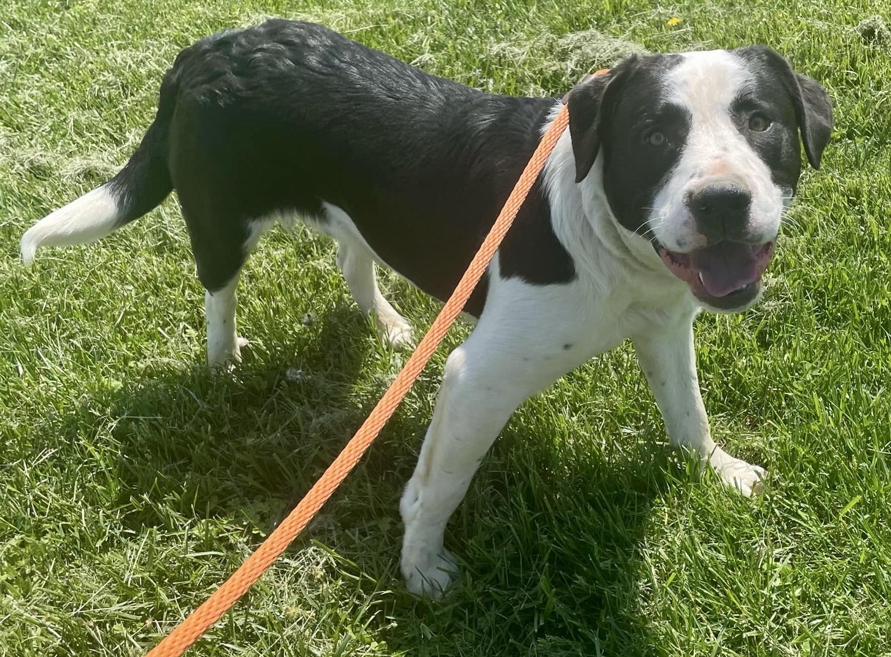 VEGA, a Adoptable mixed breed in Franklin, KY image 3/5