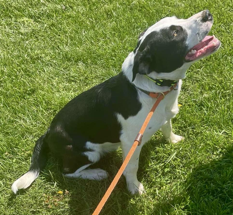 VEGA, a Adoptable mixed breed in Franklin, KY image 4/5