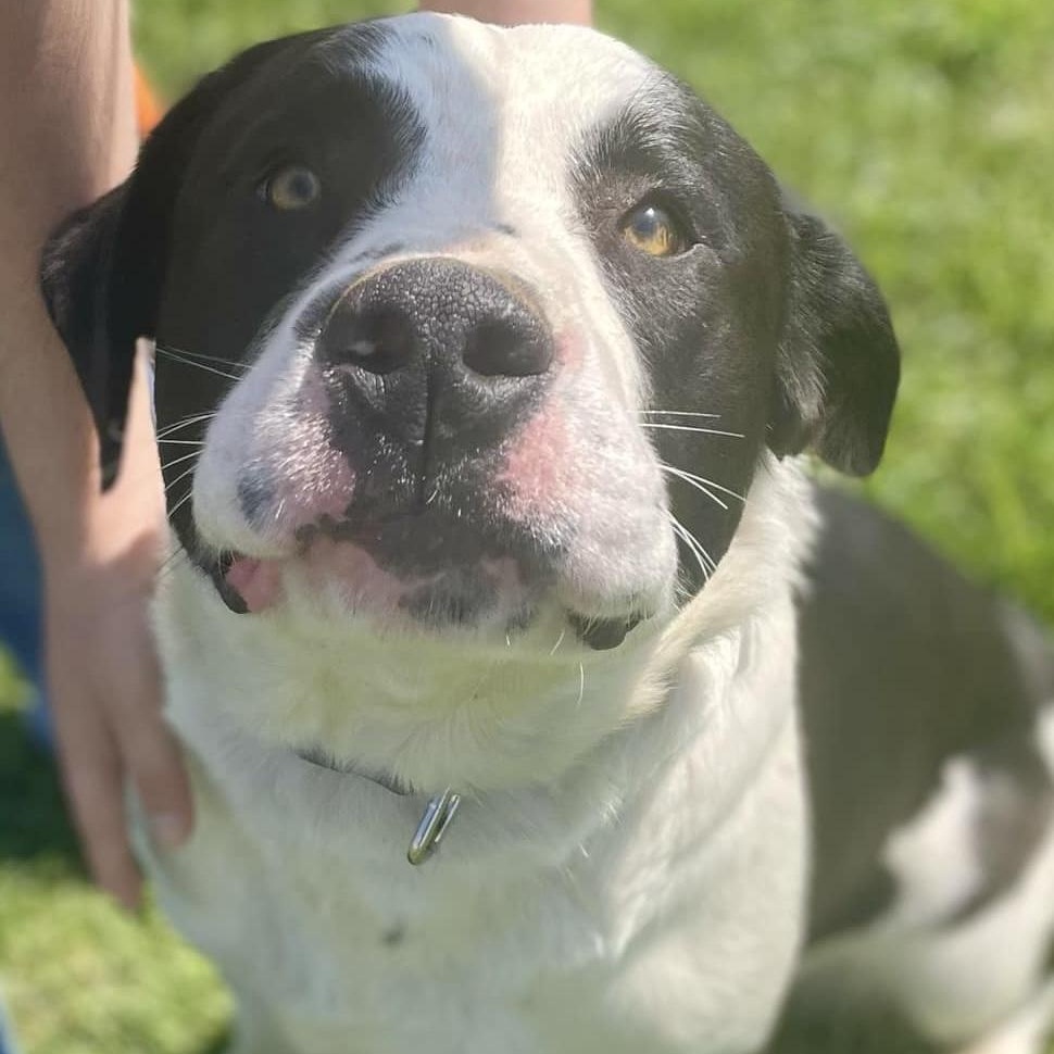 VEGA, Adoptable, Young Male Mixed Breed.