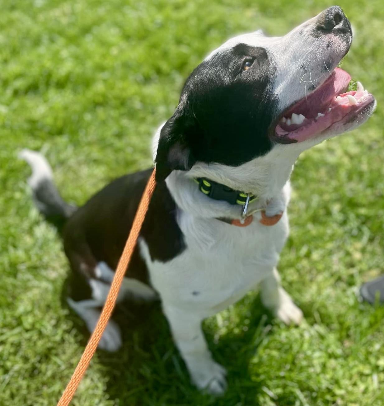 VEGA, a Adoptable mixed breed in Franklin, KY image 5/5