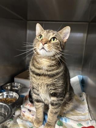 Enlarge Vox, an adopted Domestic Short Hair in Lafayette, IN image 1/1