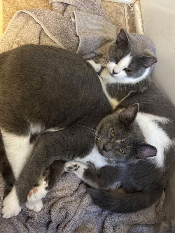 Harry, a Adoptable mixed breed in Ball Ground, GA image 1/3