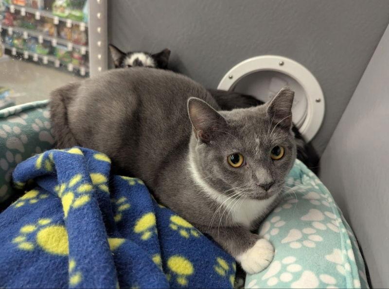 Harry, a Adoptable mixed breed in Ball Ground, GA image 2/3