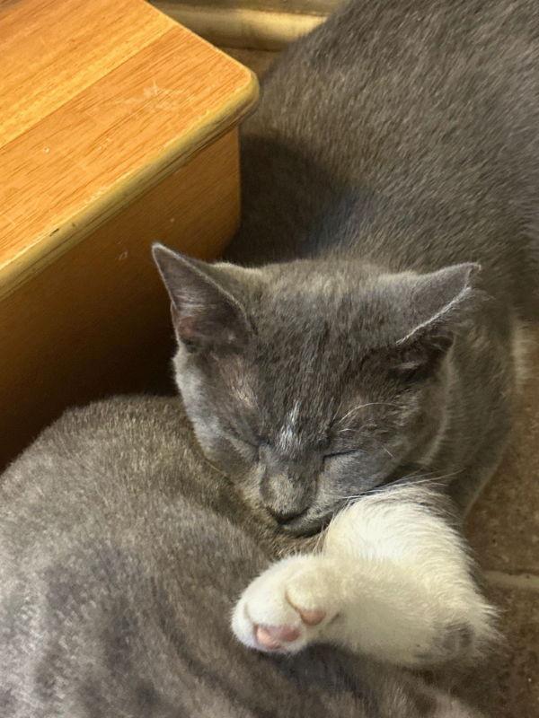 Harry, a Adoptable mixed breed in Ball Ground, GA image 3/3