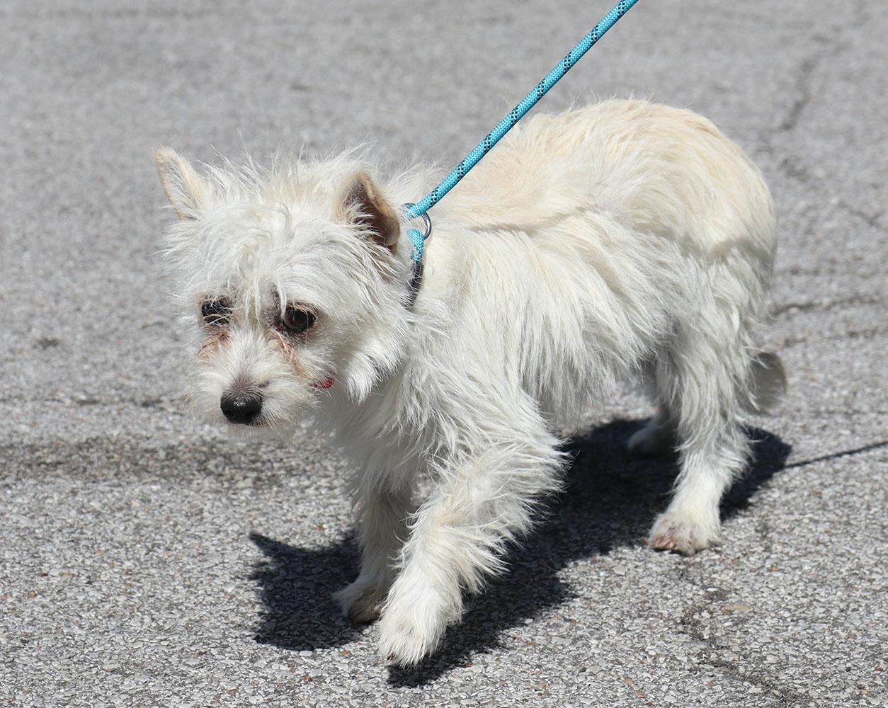 Enlarge Lori (AO36742), an adopted mixed breed in Kansas City, KS image 3/3