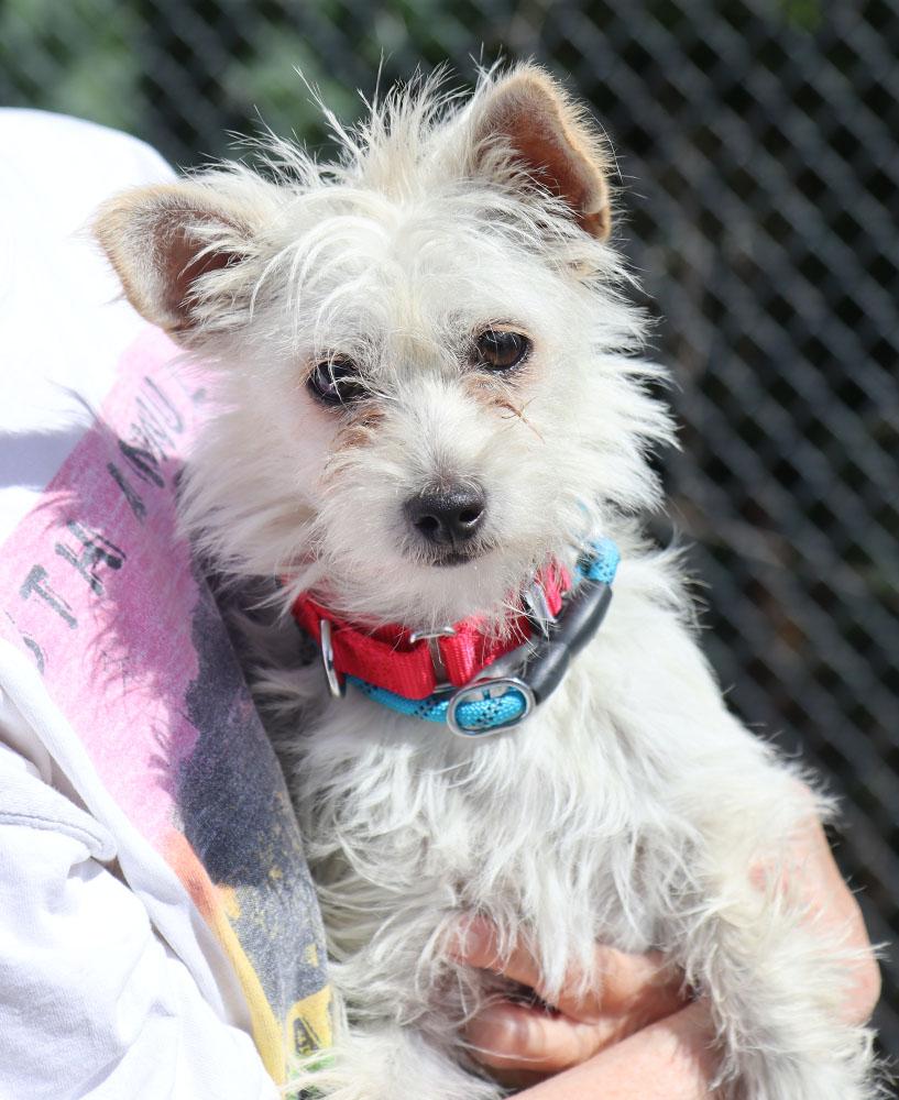 Enlarge Lori (AO36742), an adopted mixed breed in Kansas City, KS image 2/3