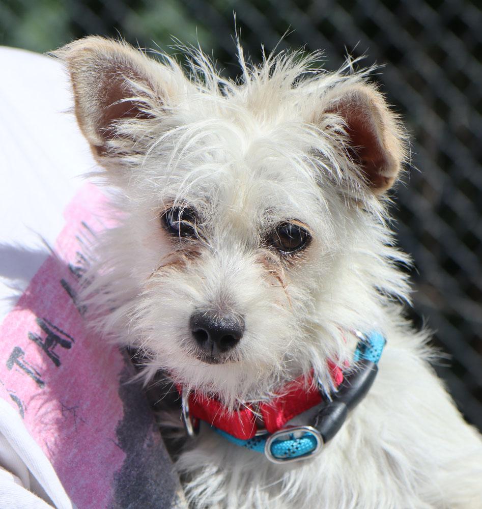 Lori (AO36742), adopted, Young Female Wirehaired Terrier.
