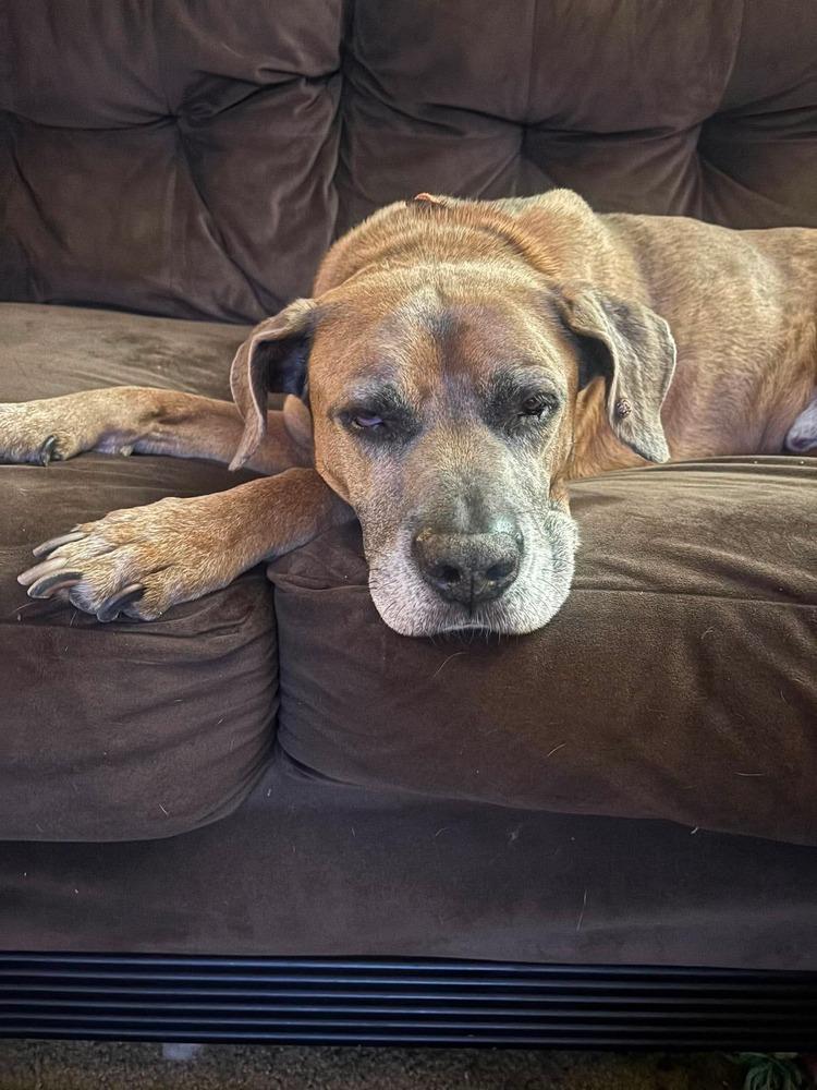 Enlarge GUNNER, a Adoptable mixed breed in Richmond, TX image 5/6