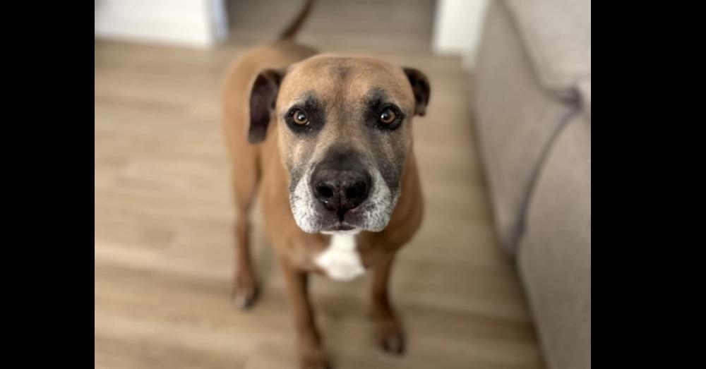 Enlarge GUNNER, a Adoptable mixed breed in Richmond, TX image 2/6