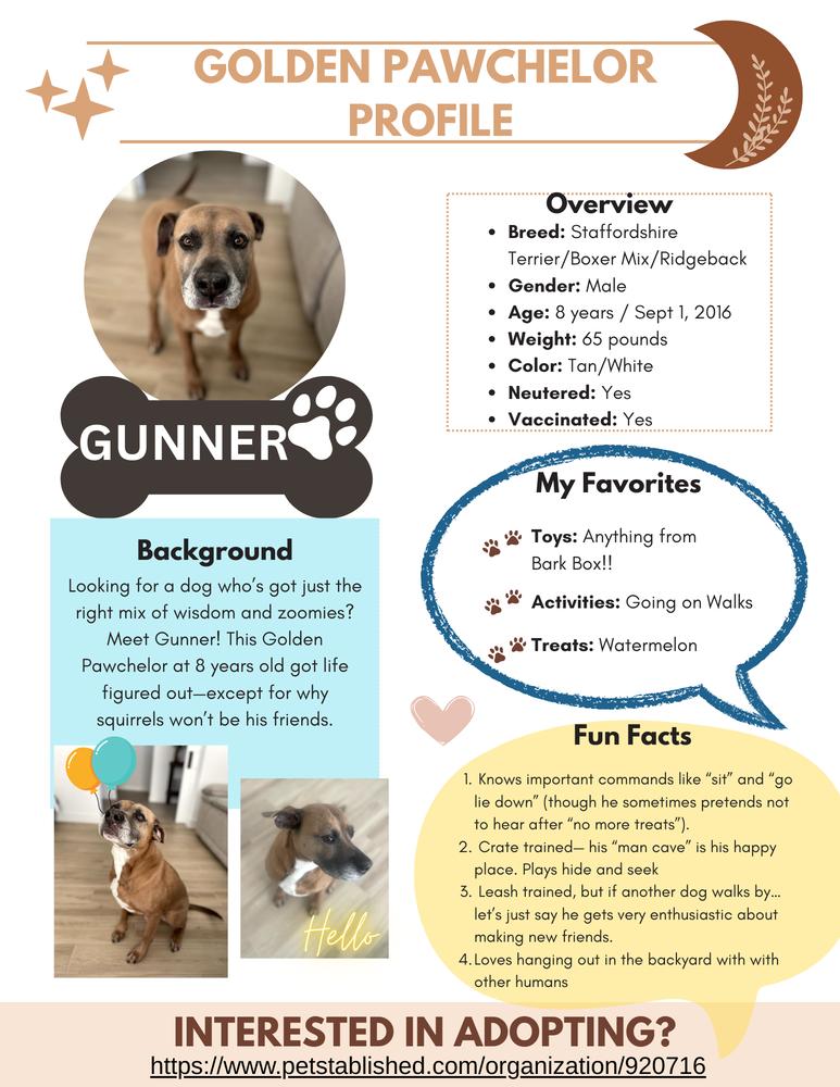Enlarge GUNNER, a Adoptable mixed breed in Richmond, TX image 3/6