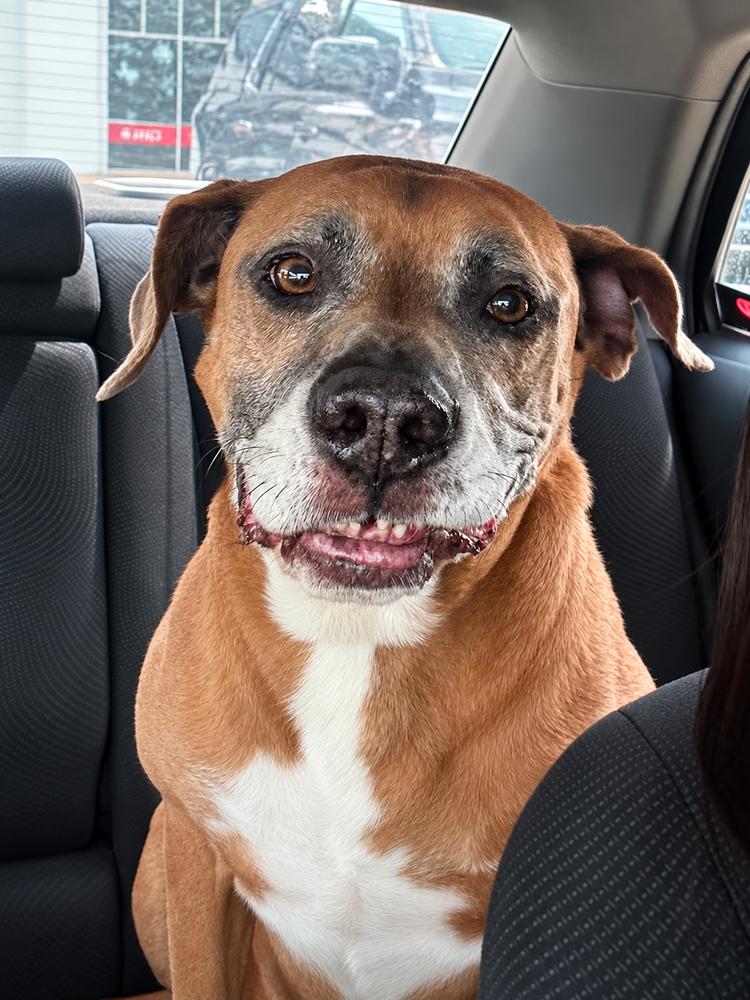 Enlarge GUNNER, a Adoptable mixed breed in Richmond, TX image 4/6