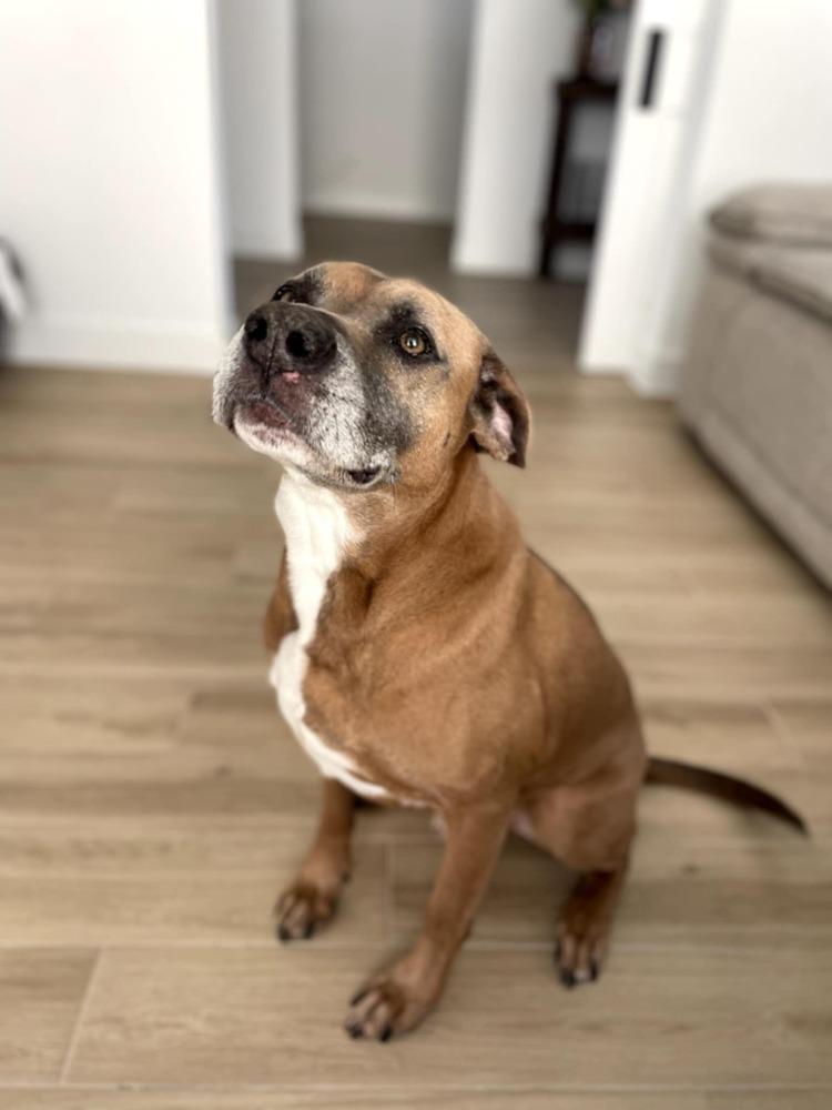Enlarge GUNNER, a Adoptable mixed breed in Richmond, TX image 6/6