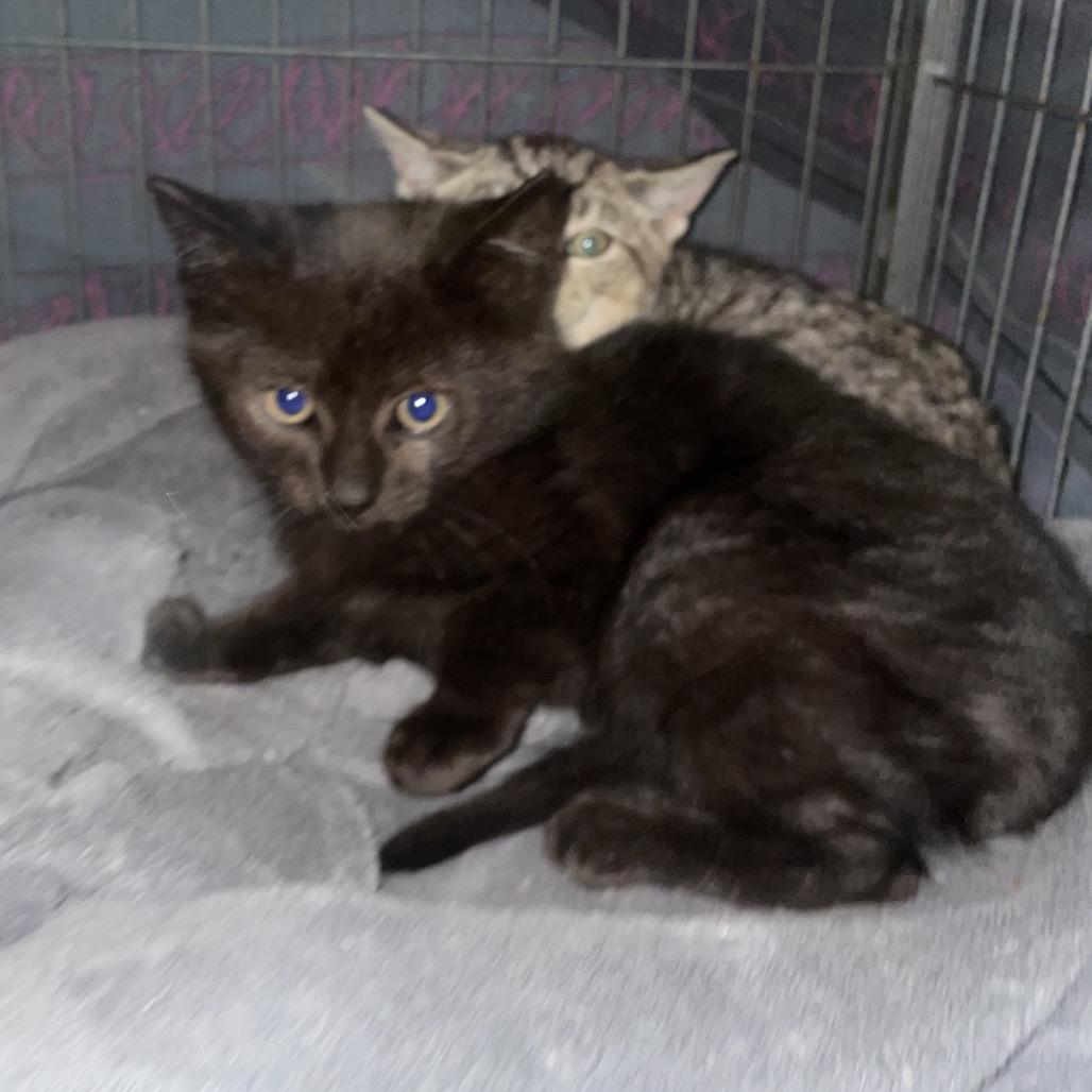 Sam, Adoptable, Kitten Male Domestic Short Hair.