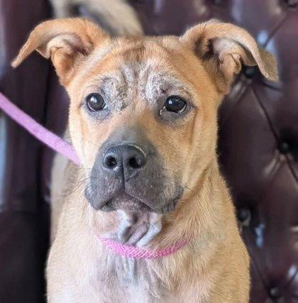 Fornell, Adoptable, Puppy Male Boxer & Mixed Breed.