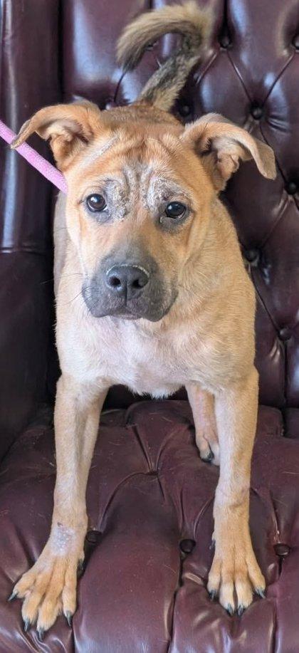 Enlarge Fornell, a Adoptable mixed breed in La Harpe, KS image 2/3