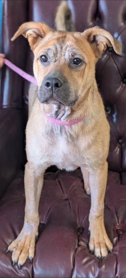 Enlarge Fornell, a Adoptable mixed breed in La Harpe, KS image 3/3