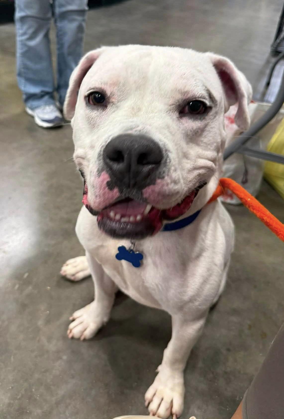 Enlarge Jace, a Adoptable Terrier in St. Louis, MO image 2/3
