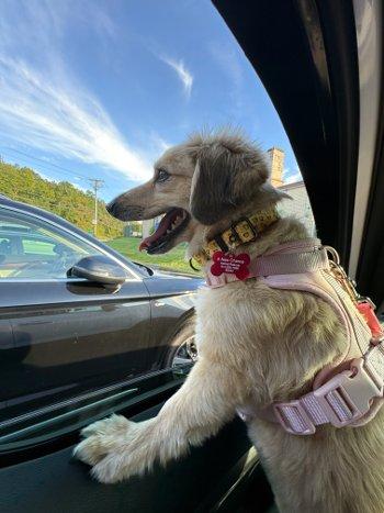 Meera, a Adoptable mixed breed in Bedford Hills, NY image 6/6